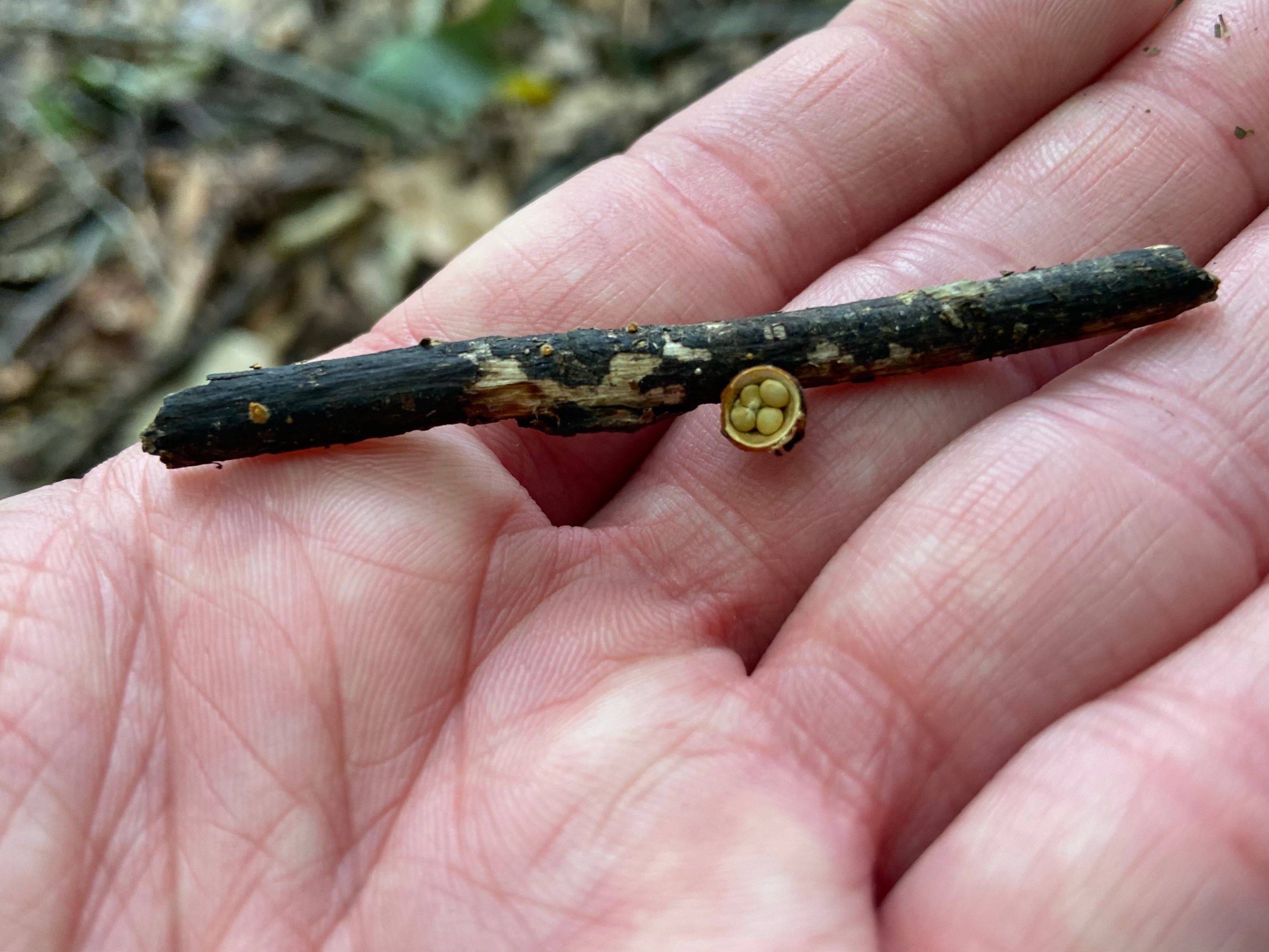 A white person's hand holding a thin dark twig with bird's nest fungus. It looks like a tiny bird's nest with eggs in it. It's so small. The entire "nest" is less than half a finger's width. 