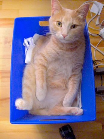A pic from a few years ago, shows a beige tabby cat in a blue box, laying back showing his furry belly, on a bed of paper for recycling.  There are hardwood floors and a few wires and cables along side the box in my office (old house).