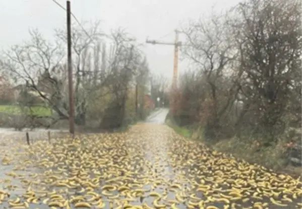 Bananas spread out all over a road.