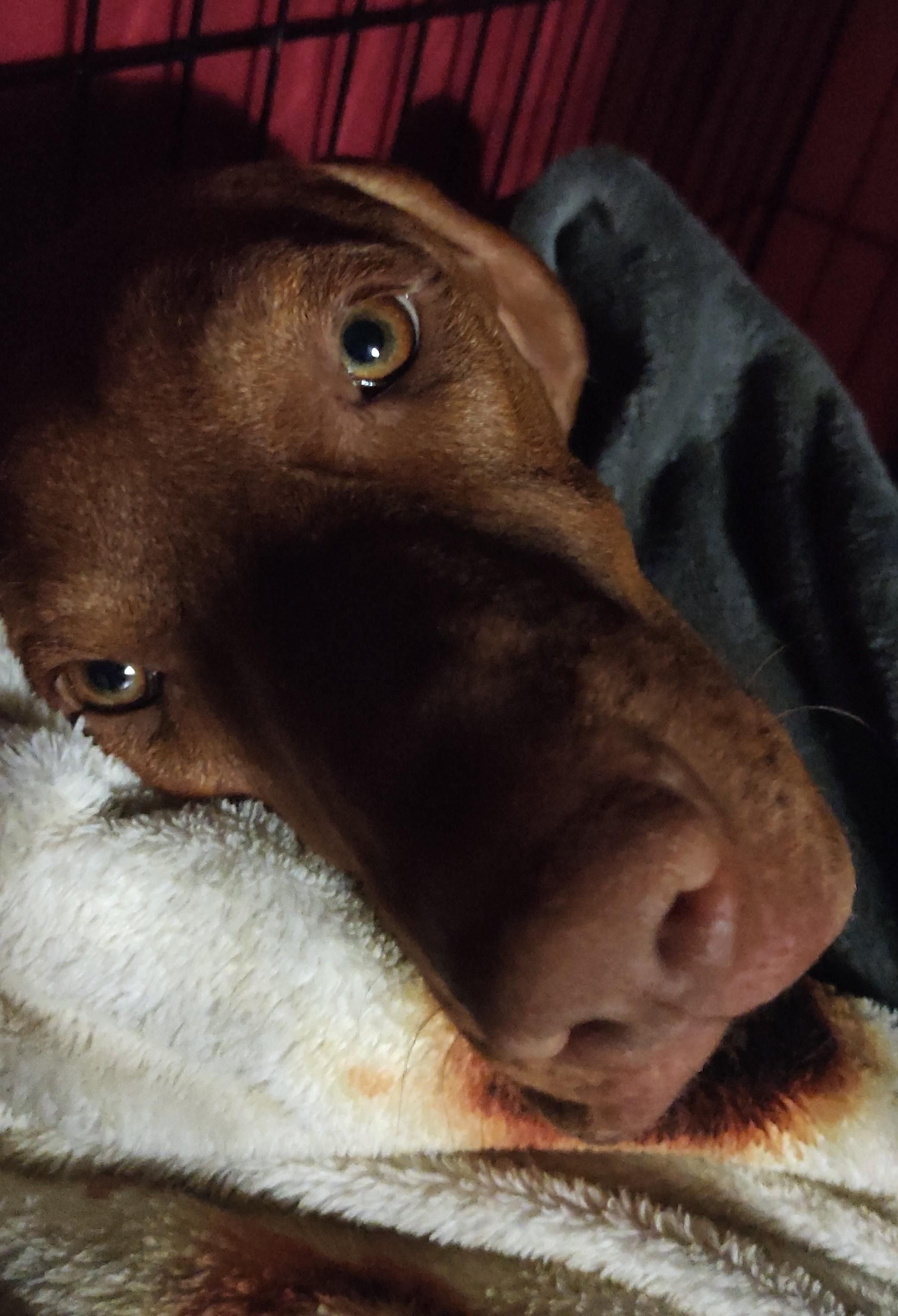 il muso di Ecco che sbuca da una serie di coperte di pile, è un faccione arancione peloso con occhi incredibili 