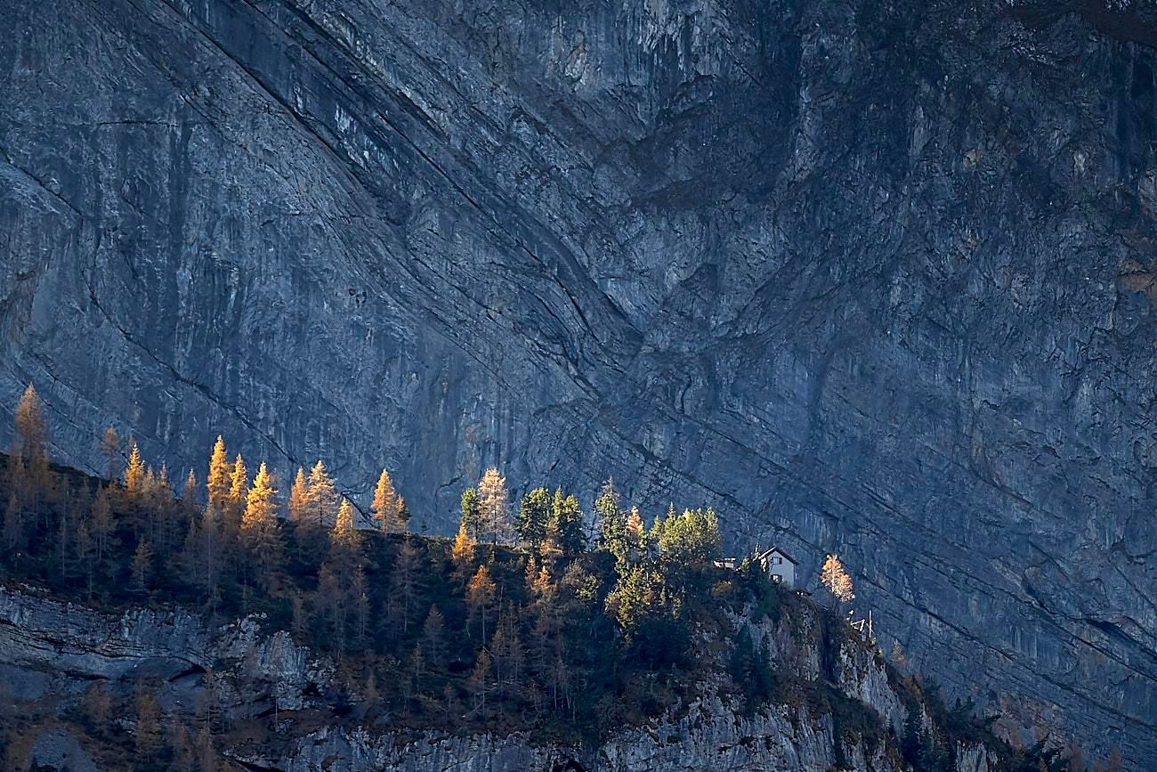 A thin ridge of dark, broken limestone is crowned by golden larches and deep‑green pines, where a small pale cabin sits near the edge catching low sunlight. Behind them rises an immense vertical wall of stratified rock, its slate‑blue surface etched with diagonal veins, folds, and fractures that create a dramatic, textured backdrop. The cliff face fills most of the frame, looming in cool shadow and emphasizing the scale contrast between the tiny treeline and the towering, glacially scoured mountainside.