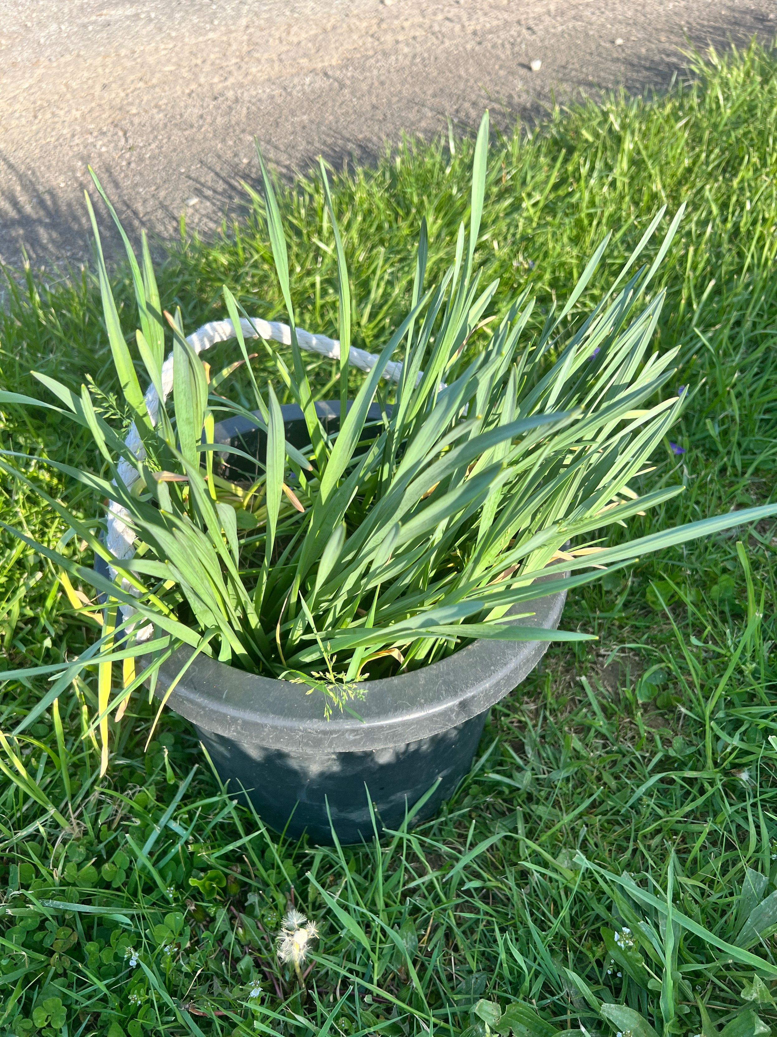 Bucket of lilies given to me by random neighbor! Out and about on a walk the bucket is black and old, the greenery is sticking out by about 20 cm.

the neighbor said they found the bucket in the yard. Random encounter but pleasant while out for a walk. 