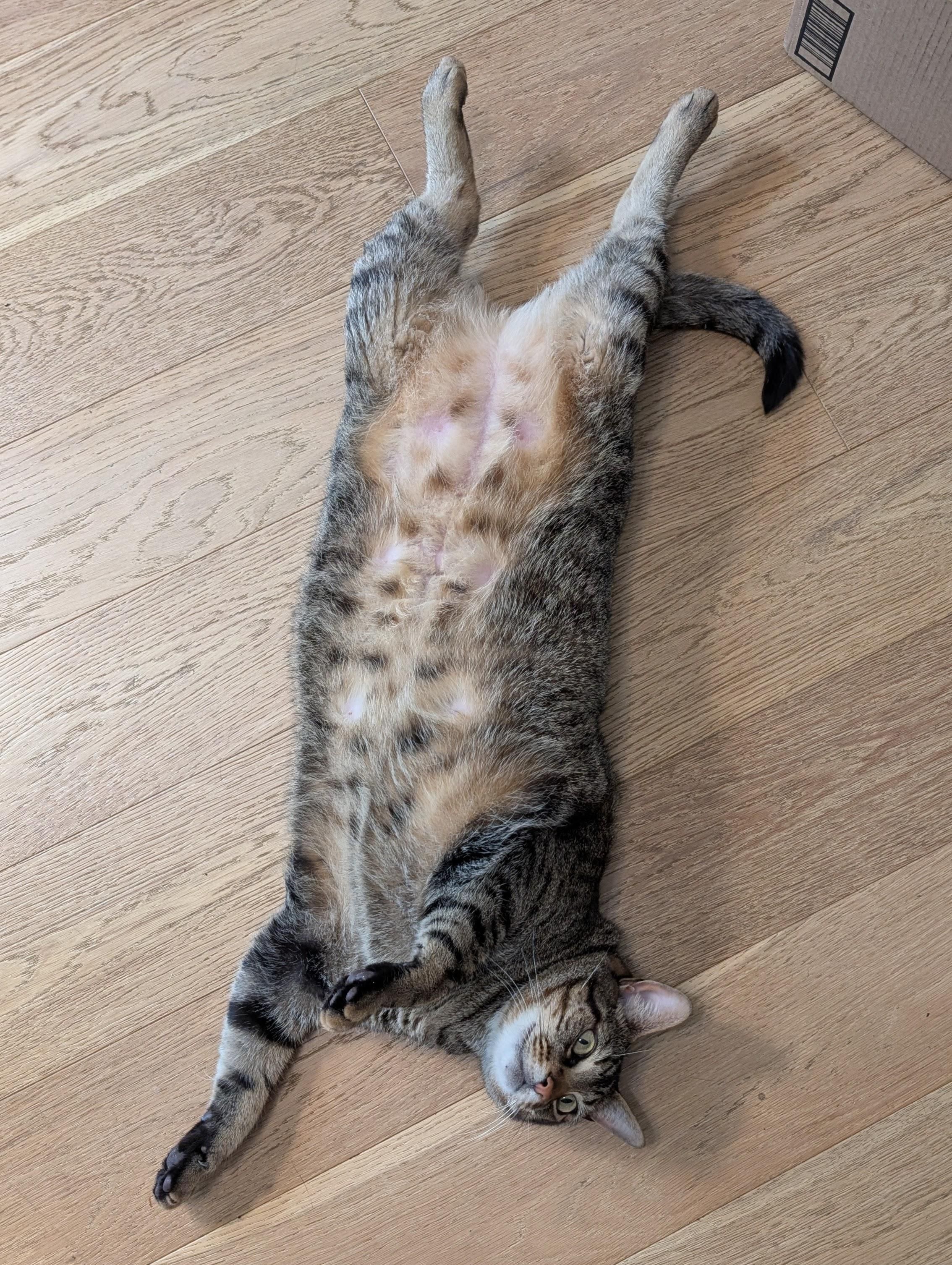 A photo looking down at a large tabby cat flat on his back on a wooden floor. His belly has two lines of dark spots amidst the tan fur. 