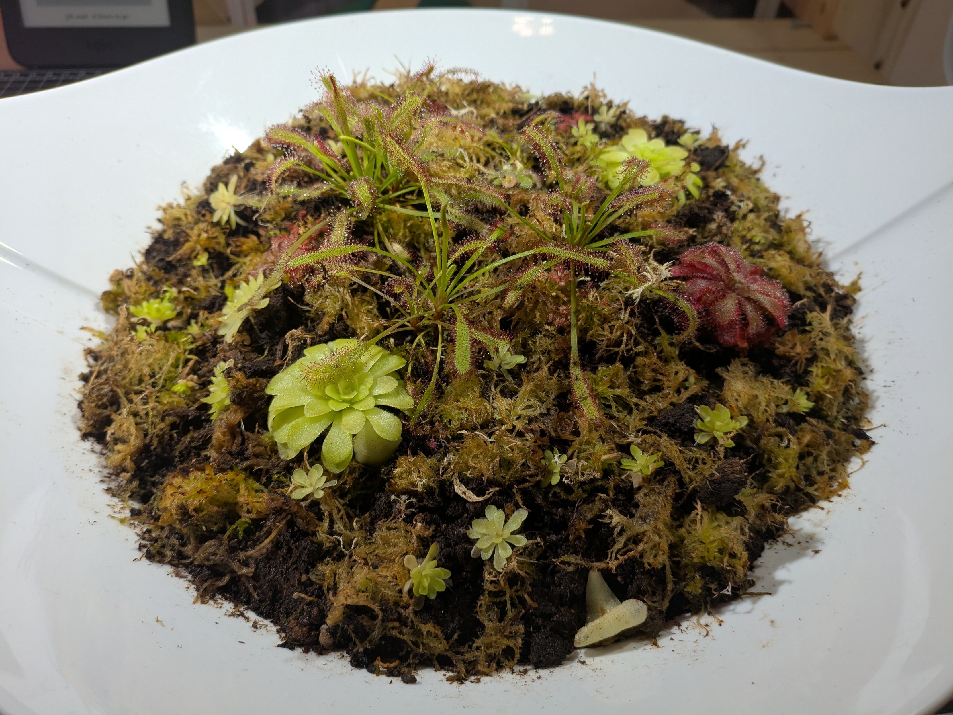 Small bog in a white container showing various carnivorous plants and moss. 