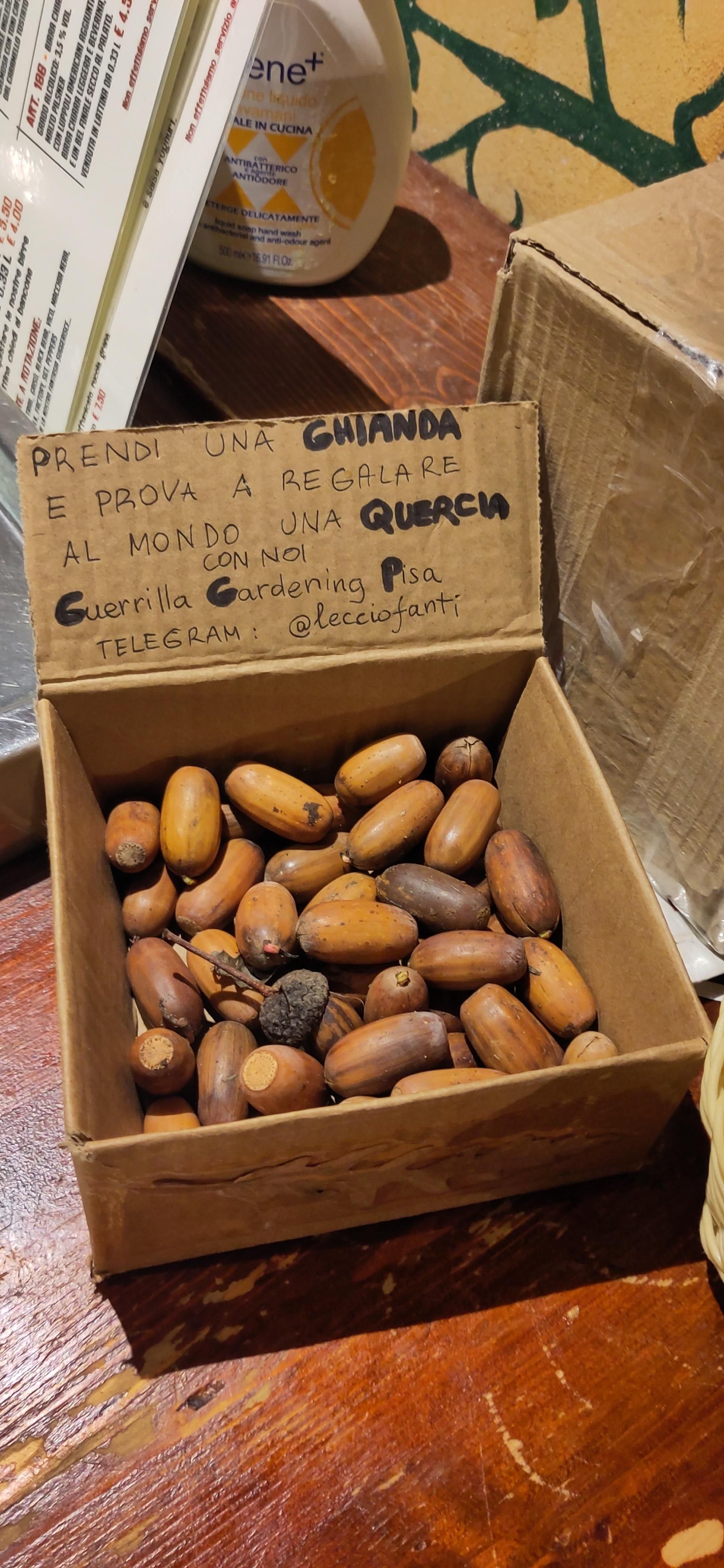 Una scatola di cartone sul bancone di un pub piena di ghiande di farnia, con su scritto a penna: «Prendi una GHIANDA e prova a regalare al mondo una QUERCIA con noi, Guerrilla Gardening Pisa, telegram: @lecciofanti»