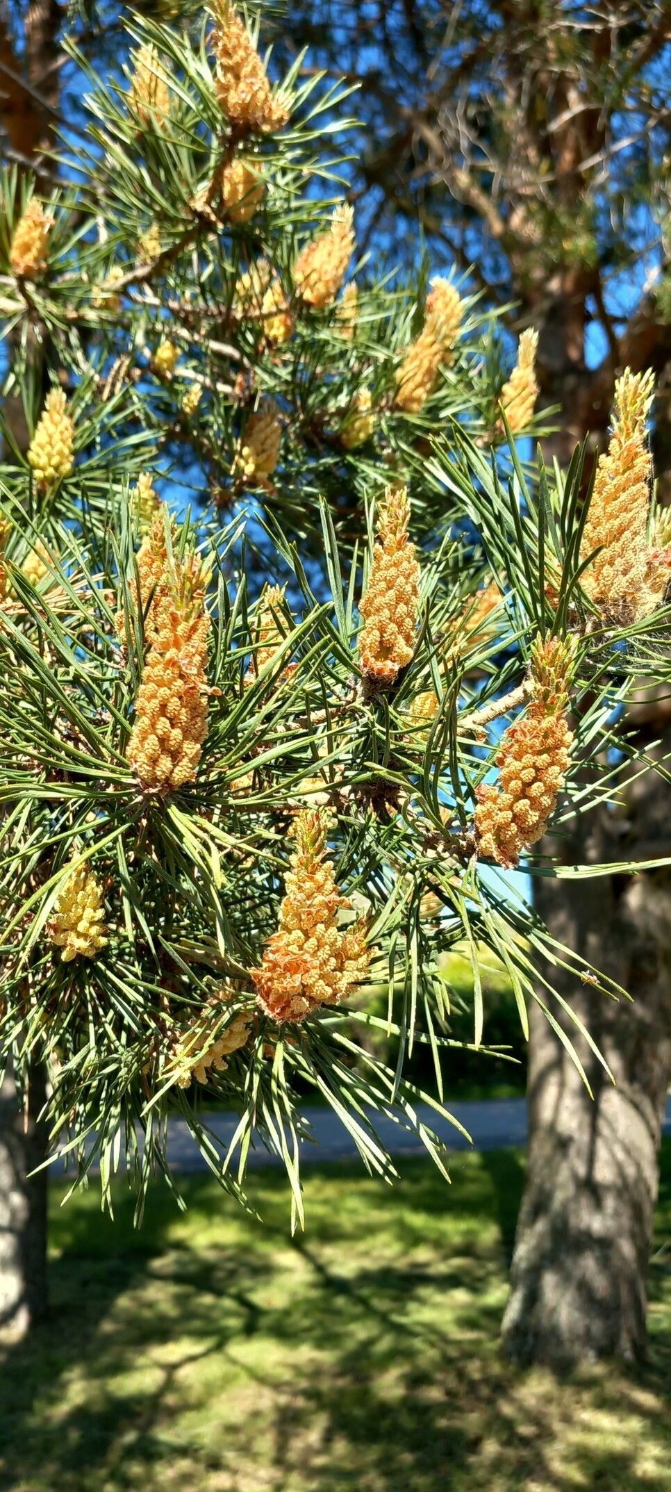 Flower of a eurasian pine tree. Pinus sylvestris.