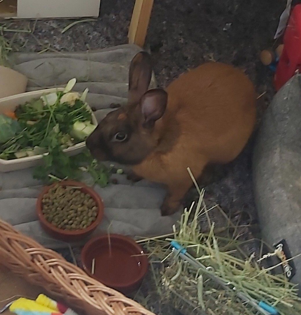 A gingery-brown rabbit called "Biscuit" surrounded by pellets, vegetables, hay and a water bowl.