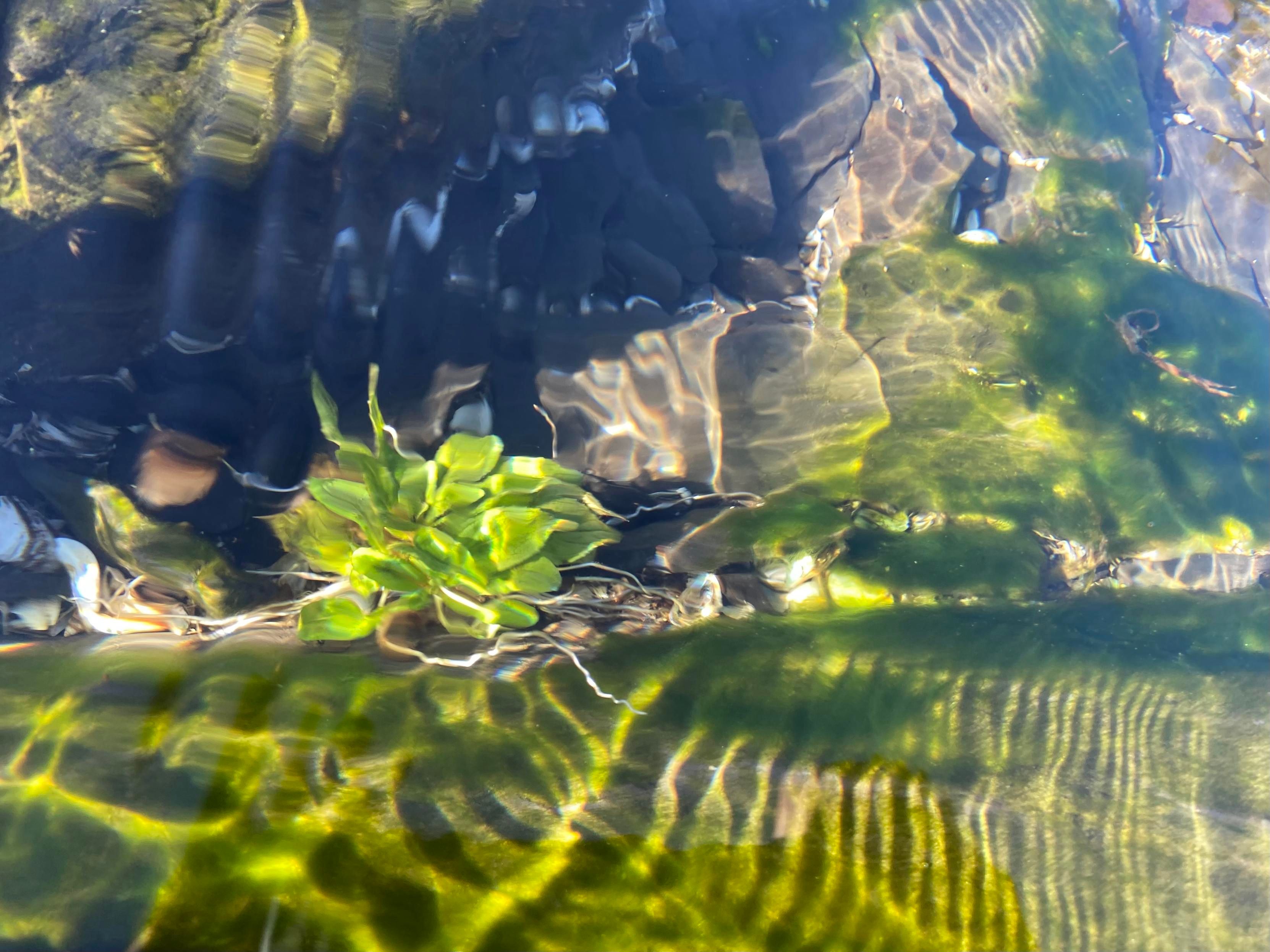 The same view, just a few seconds later, when a wind created some ripples. You can see their distortions at the surface of the water at the upper left of the photo, and at the lower right, the caustics have changed to a series of parallel lines