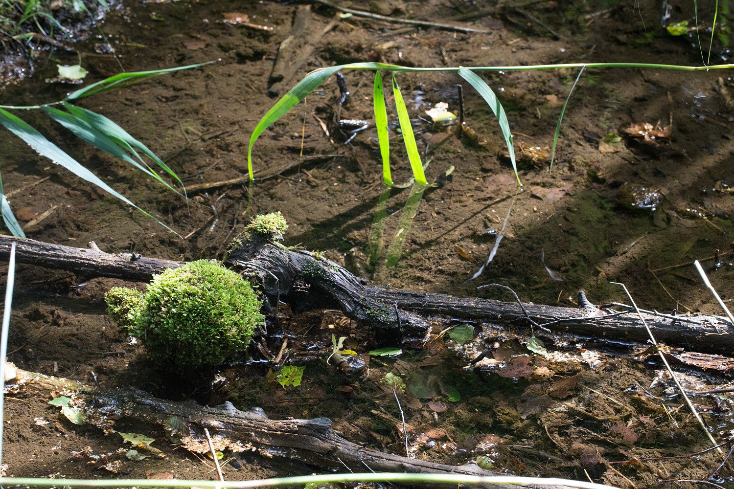 Kirkasvetinen matala purolähde, jonka lahopuulla kasvaa pallomainen sammaltupas.