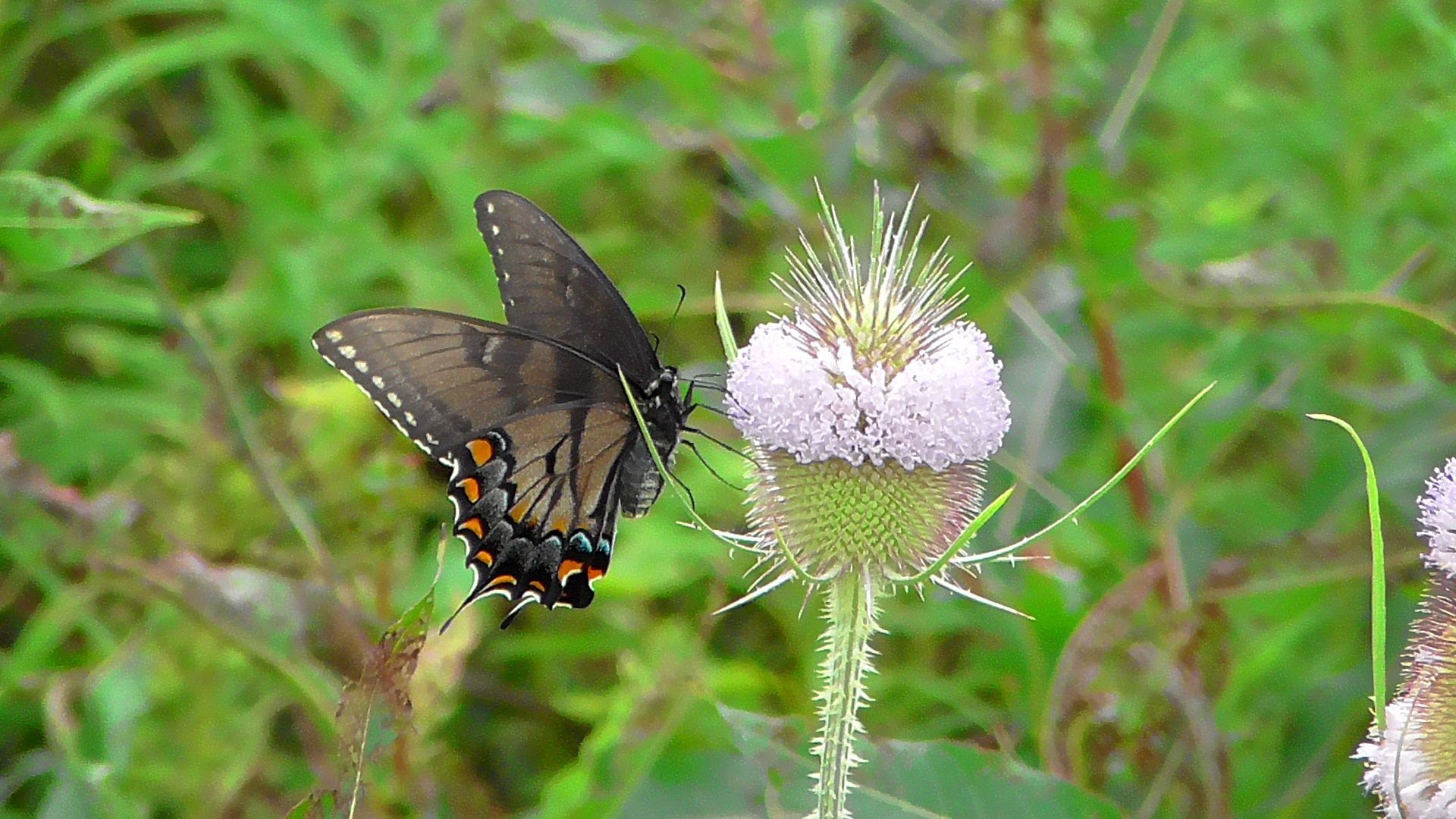 Likely a female Dark form Tiger Swallowtail Butterfly. It is perched on Teasel and feeding. Dark wings with white and orange spots along its outer edges. Teasel has very small washed out lilac colored flowers.