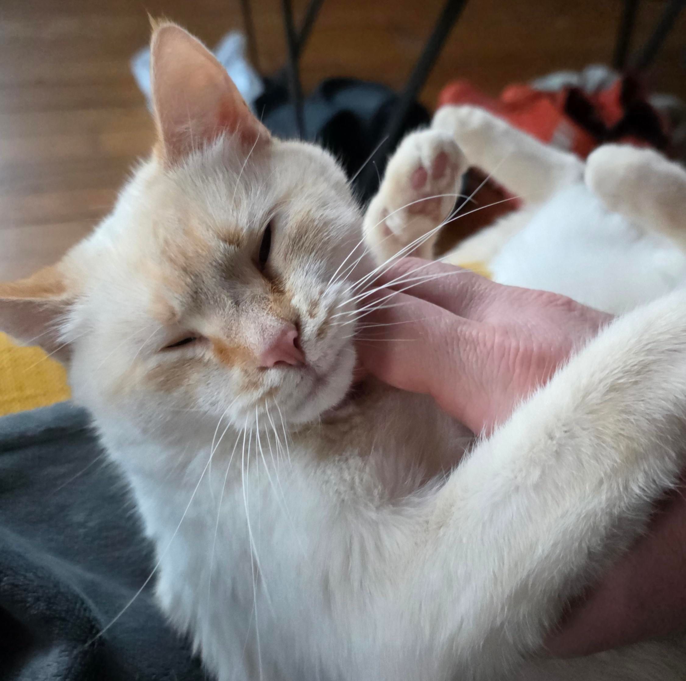 Close up of white cat getting neck scratches