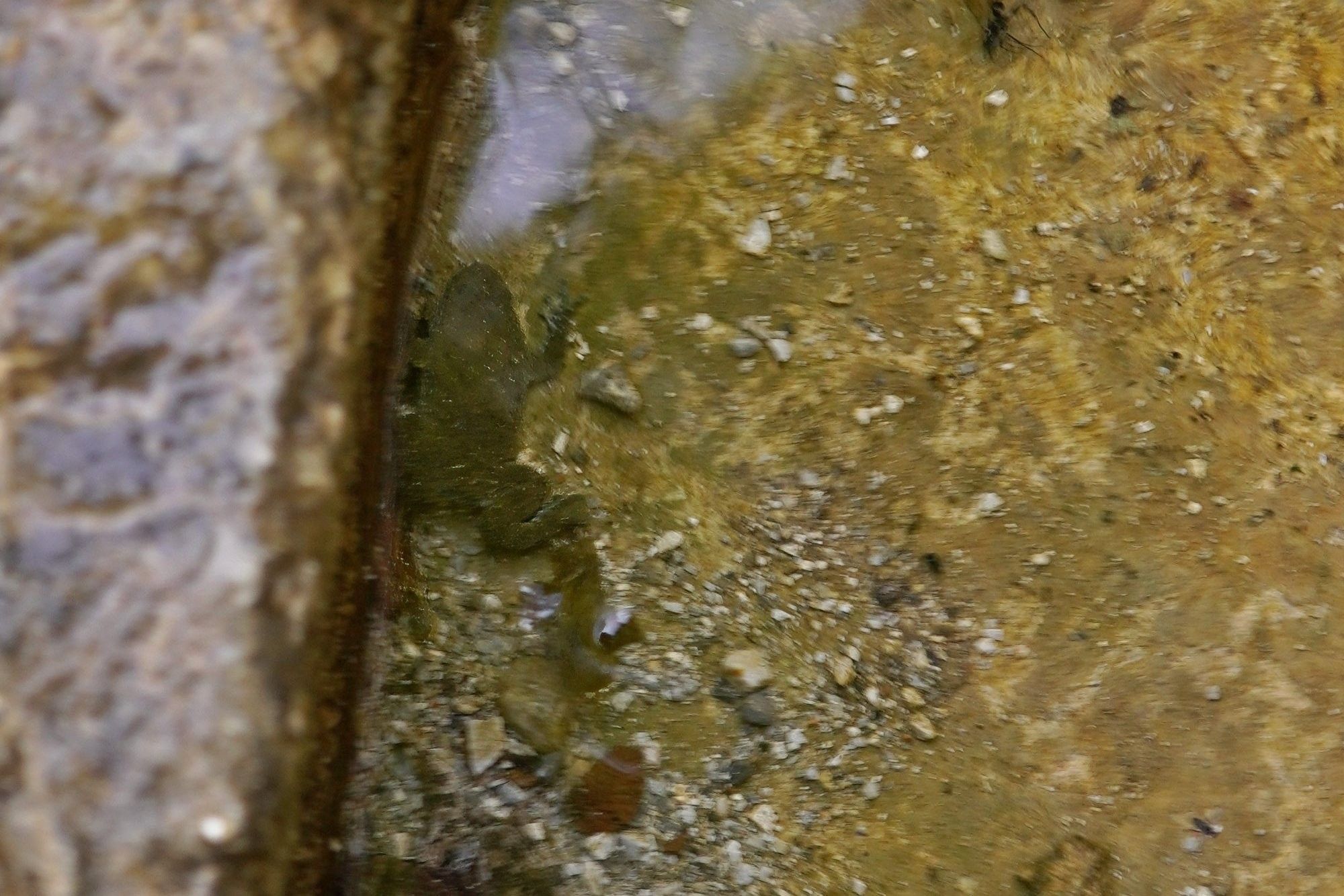 Looks like a basin under a water basin, but there is actually a yellow-bellied toad swimming around in the basin.