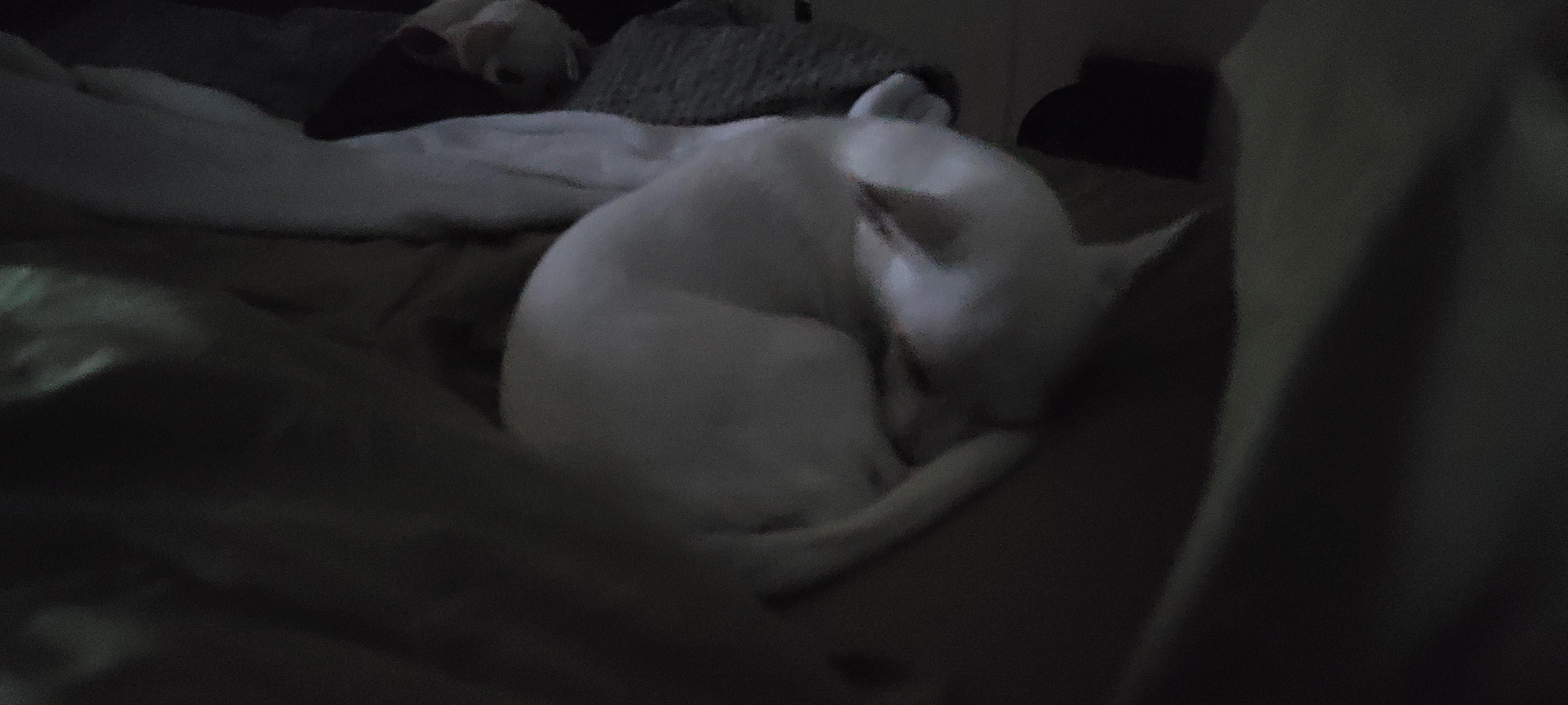 White chihuahua curled up and asleep in dim light