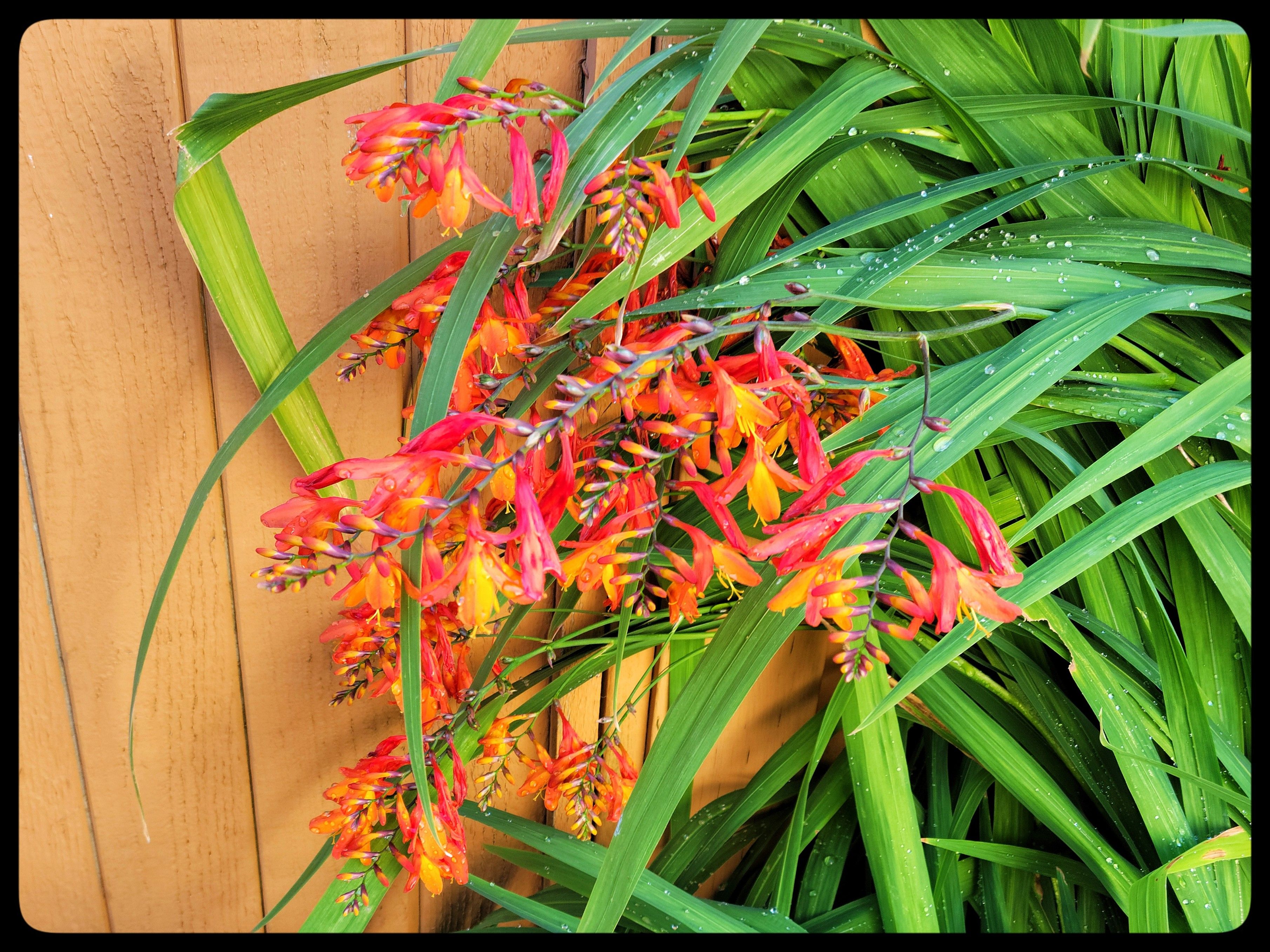This image shows a cascade of Crocosmia flowers growing against a wooden fence in our back yard.