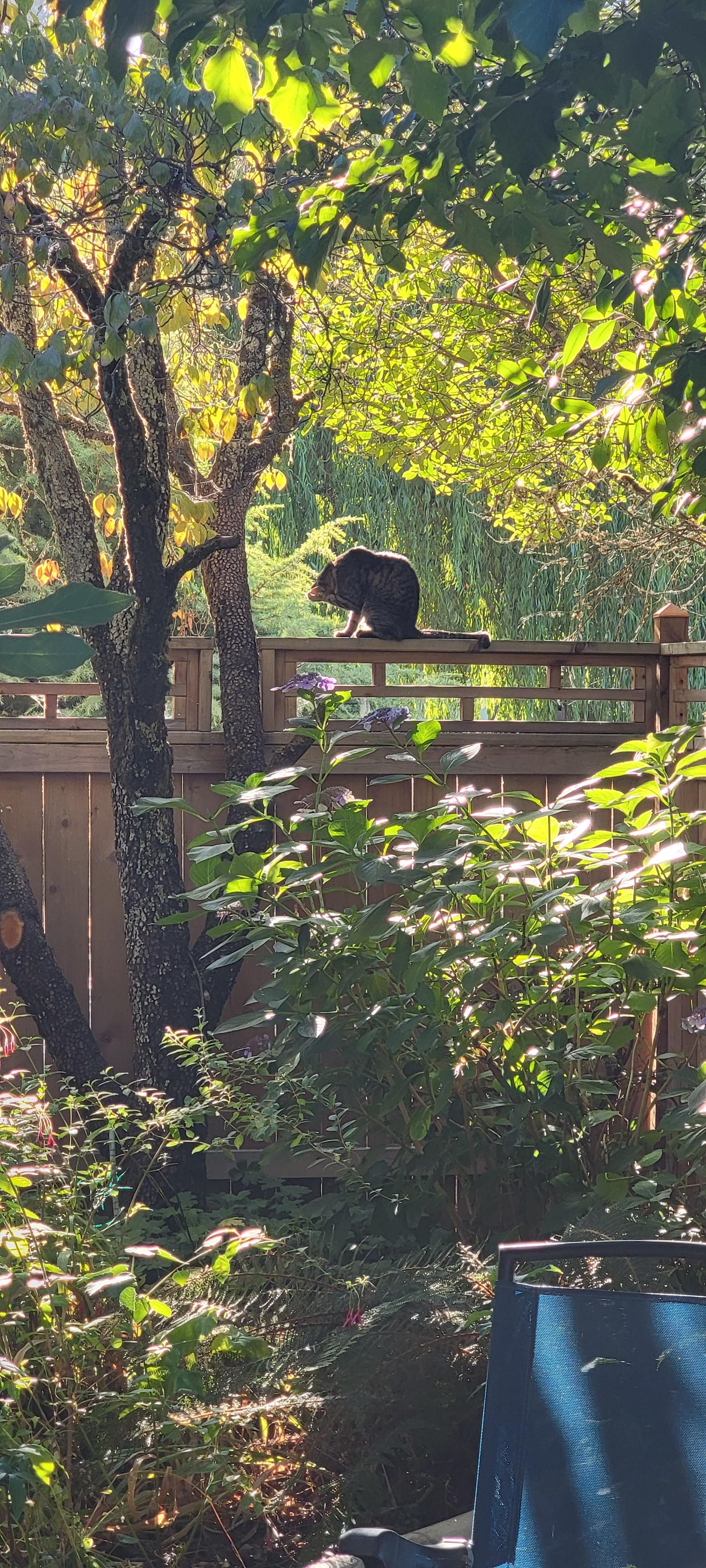 Grey kitty having a morning wash atop a wooden fence in urban forest, backlit by morning sun.