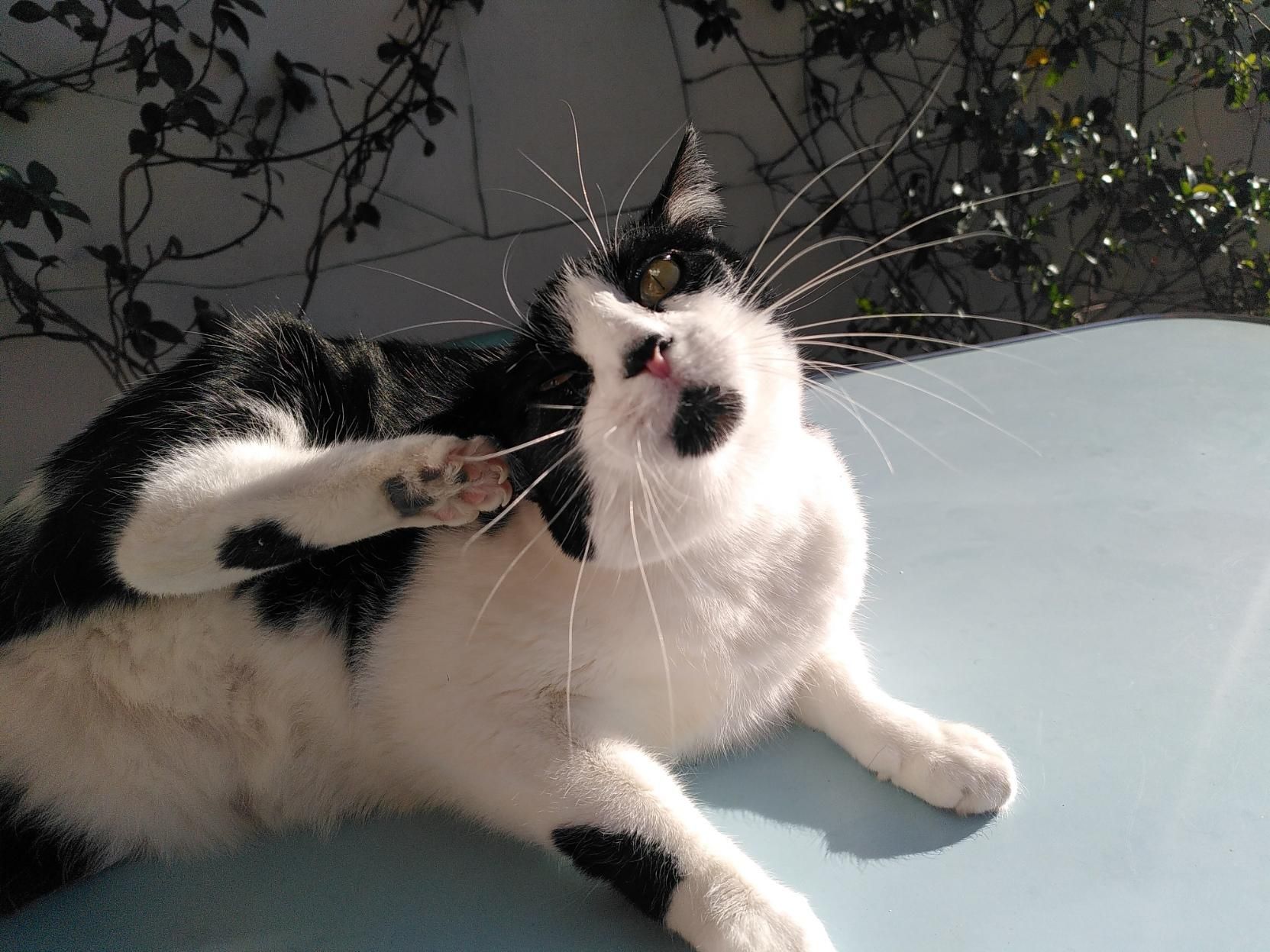 Sempre stesso contesto, tavolo azzurro su un terrazzo al sole. Lola si gratta l'orecchio sinistro con la zampa posteriore