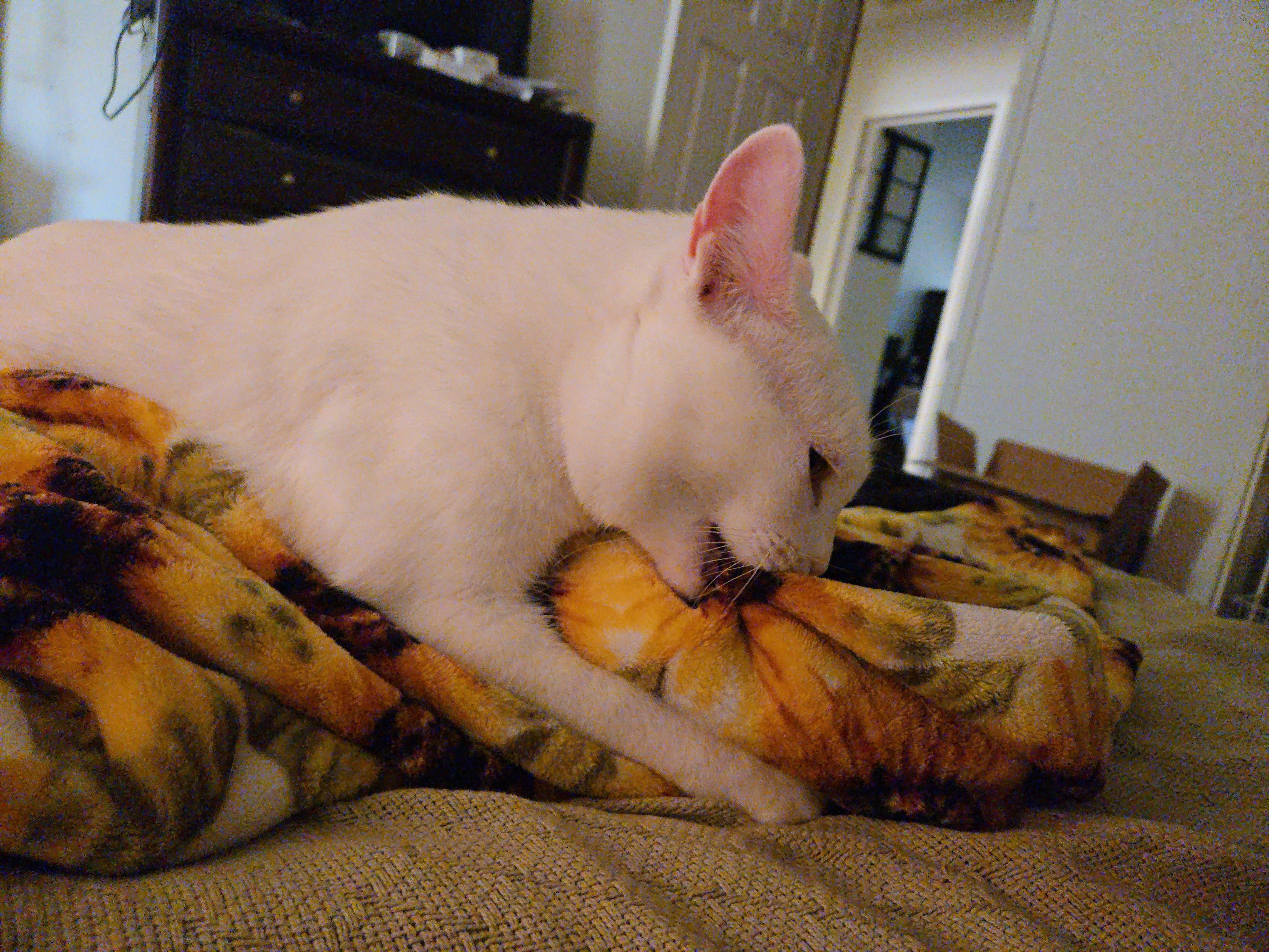 A white cat making some aggressive biscuits on a sunflower print blanket. Strong Dutch tilt.