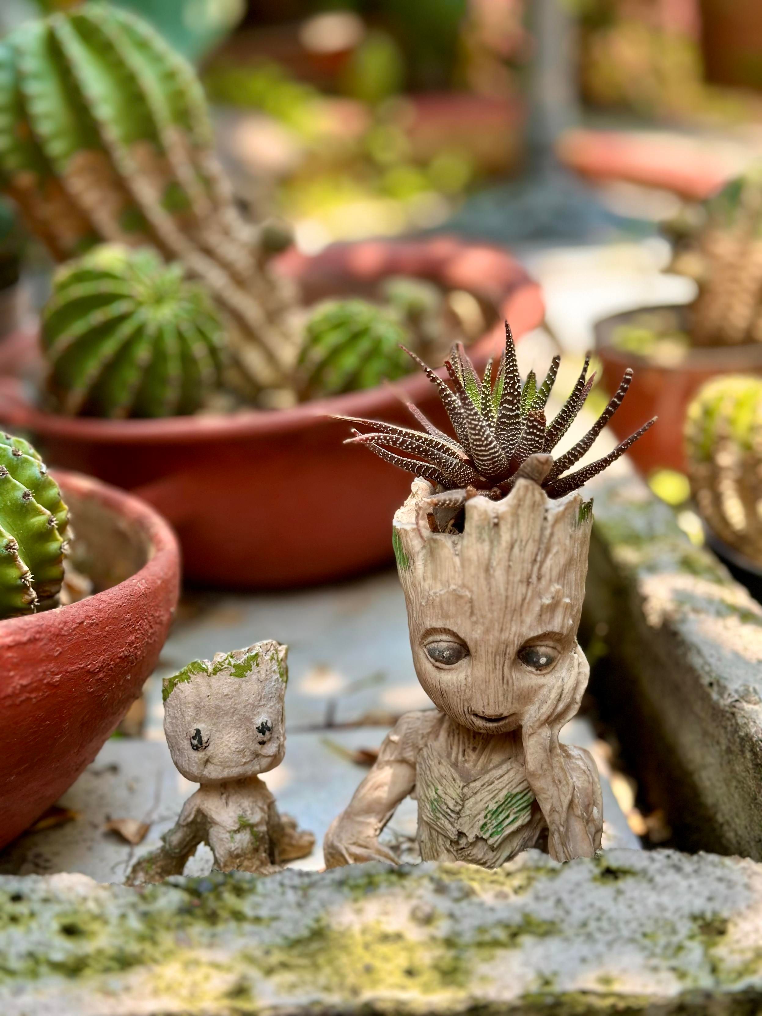 Two Groot statues surrounded by potted cacti on a sunny patio.