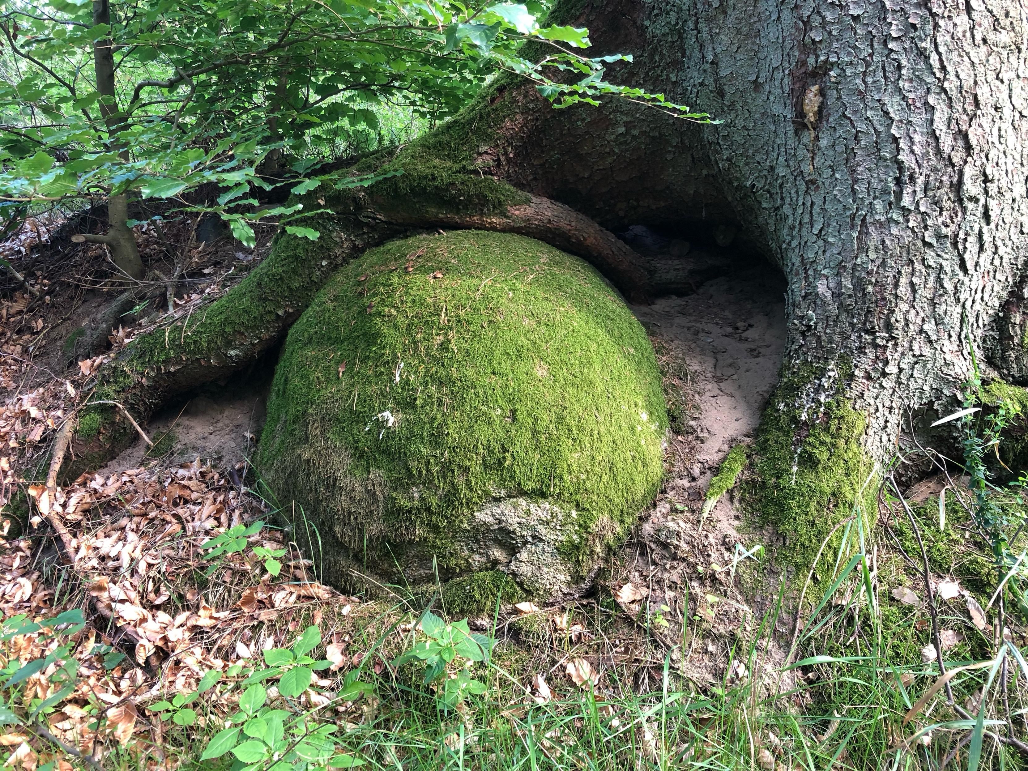 a huge and almost perfectly round boulder , covered with moss, is hugged by the roots of an enormous fir tree. The canopy of a nearby shrub forms a roof over it, and the ground is covered in pine needles and a few small plants. It is silent and peaceful. 