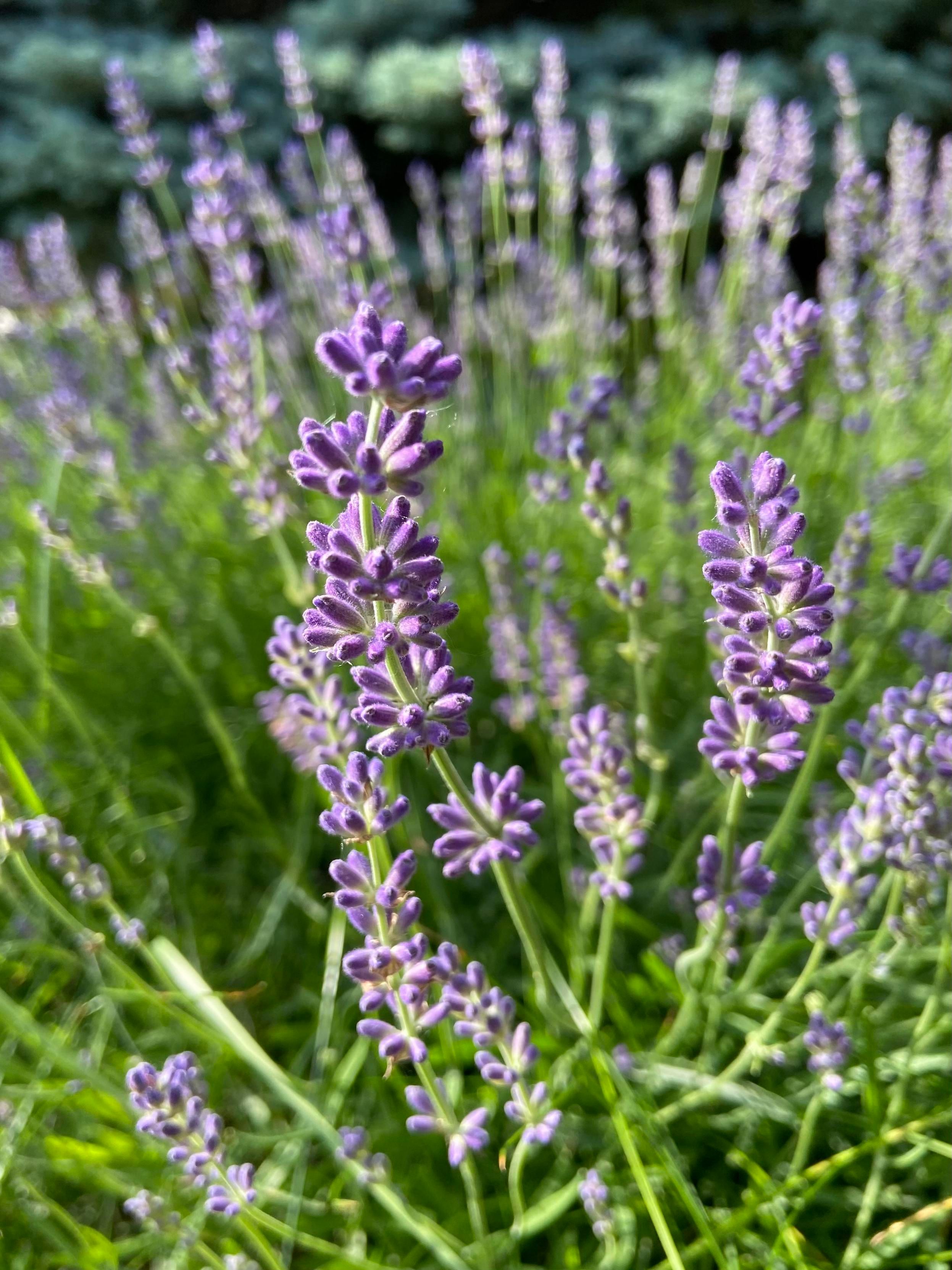 Sprigs of lavender with their still closed purple buds, against the background of their own greenery, in solstice late afternoon sunlight