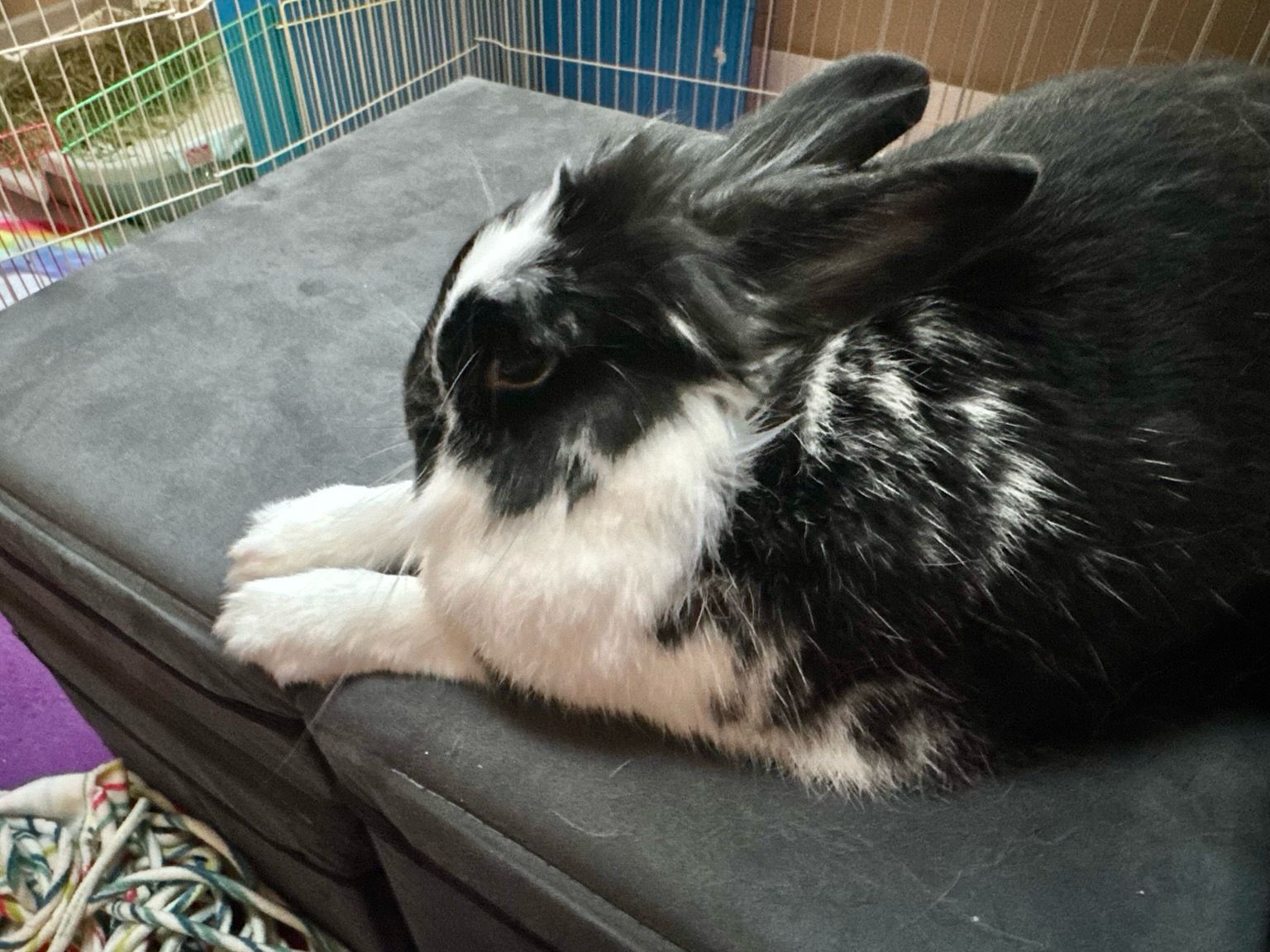 Bunny poses on step perch by couch with freshly trimmed toes