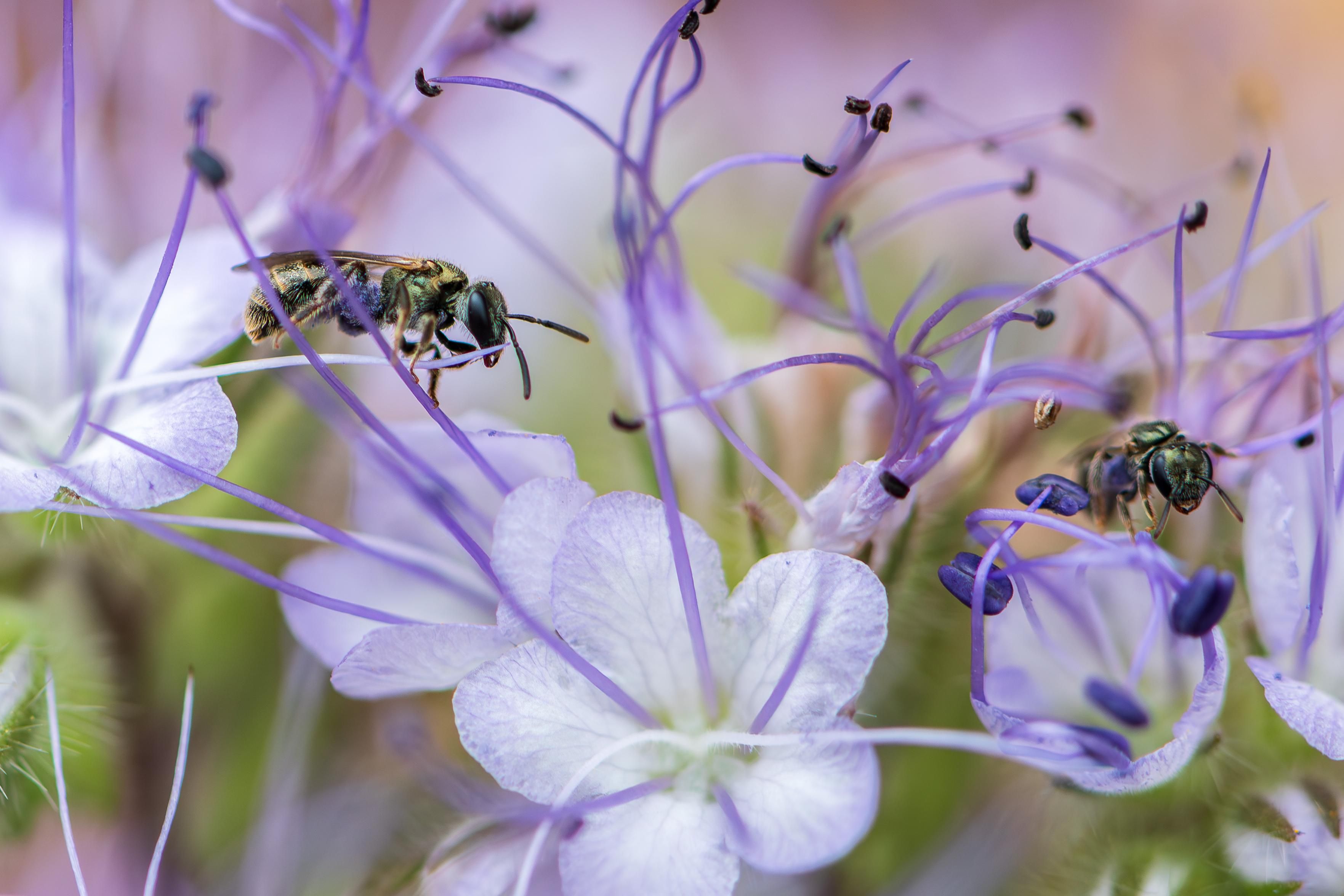 Extreme closeup of two small sweat bees (ID apps suggest a white-footed sweat bee) crawling through a tangle of lacy phacelia flowers and stamens with out of focus flowers in the background. One bee is in the upper left frame and is facing to the right in profile while the other is in the right center frame and is facing the camera. This species has similar features to honeybees with a dull metallic green abdomen, thorax, and head covered in fine gold hairs, two segmented antennae, three simple eyes on the forehead, two large compound eyes on either side of the head, six legs, and transparent amber wings with dark veining. 