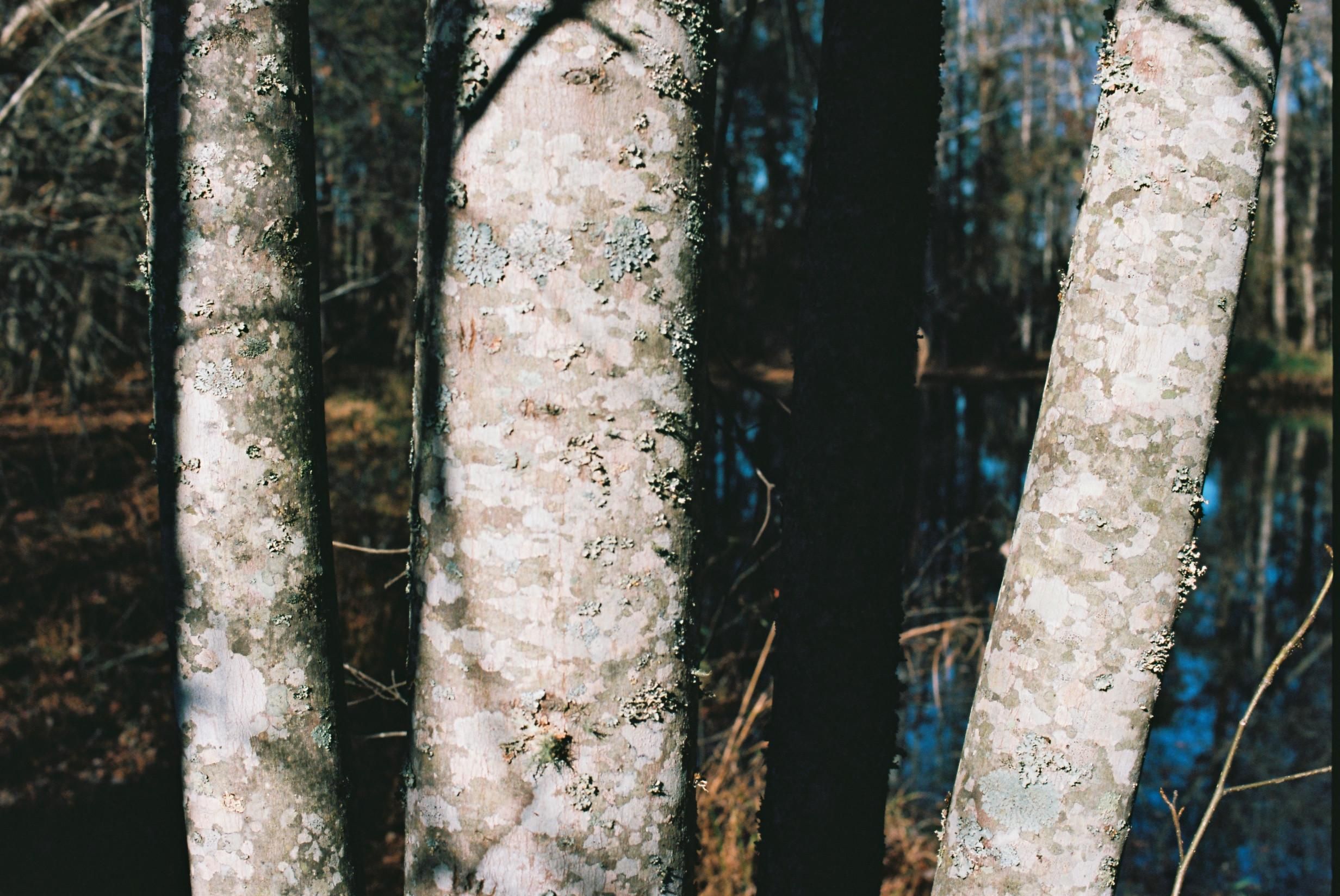 A color film photograph of a nature scene. The middle section of three tree trunks are lit with late summer afternoon light. The trees are in a grouping of four trees, one in full shade, next to a pond. The surface of the pond peeks between the trunks and reflects an extremely cerulean sky. (The CineStill 400D film develops with some crazy colors!). The smooth surface tree trunks are adorned with many patches of sage green lichen. Deep green evergreens are our of focus in the background. 