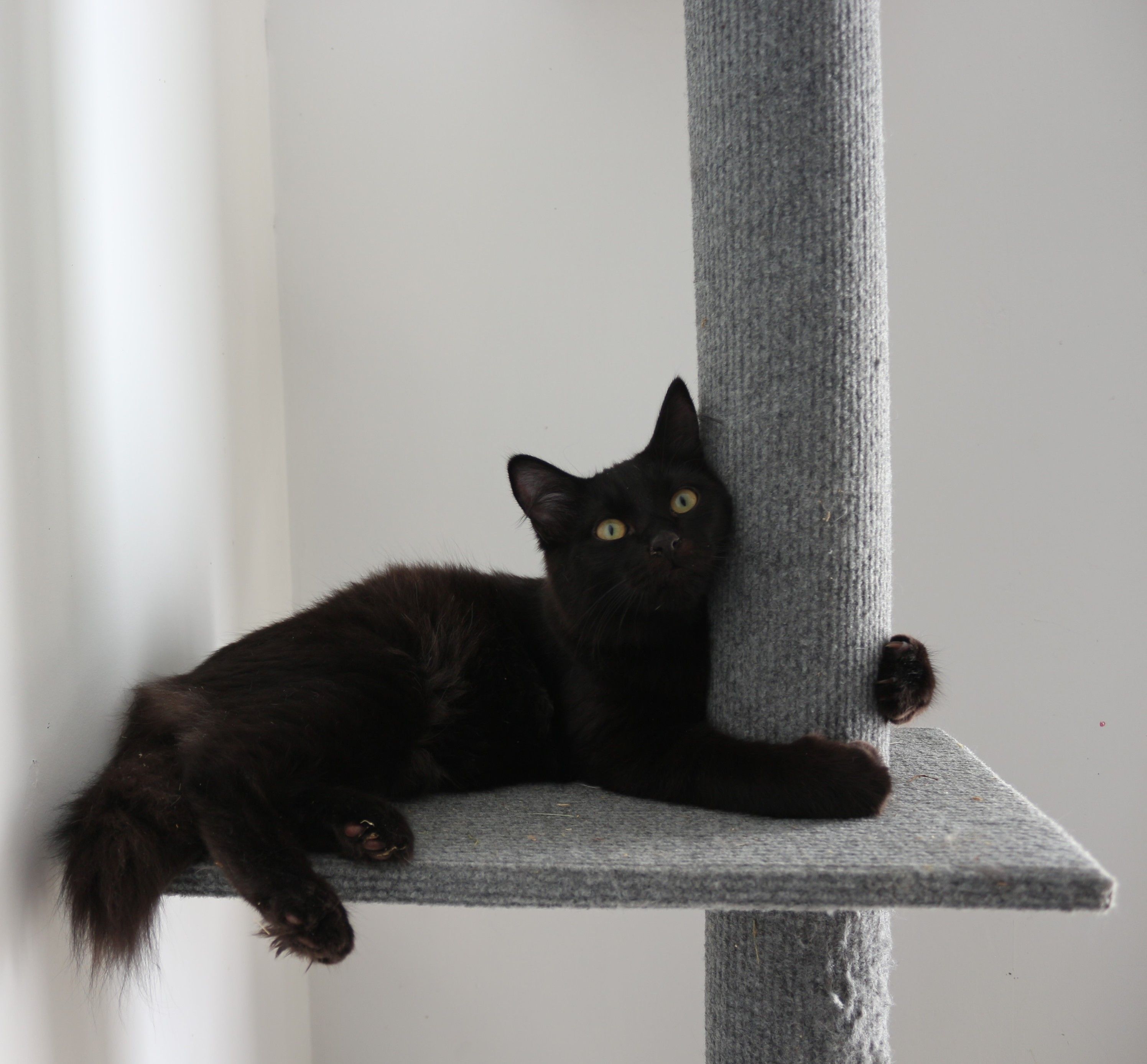 Onyx, grand chaton noir à poils longs et aux yeux noisettes/jaunes, allongé sur la plateforme d'un arbre à chat dont il entoure le poteau entre ses pattes comme s'il lui faisait un câlin.