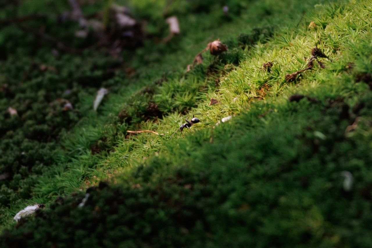 a black ant ambling downwards in the spotlight of a bright patch on a soft carpet of moss like a miniature grassy hill complete with miniature leaf litter. The ant’s antennae are pointed down, feeling its way through the moss

description by Alice_Swaggen@flipping.rocks
