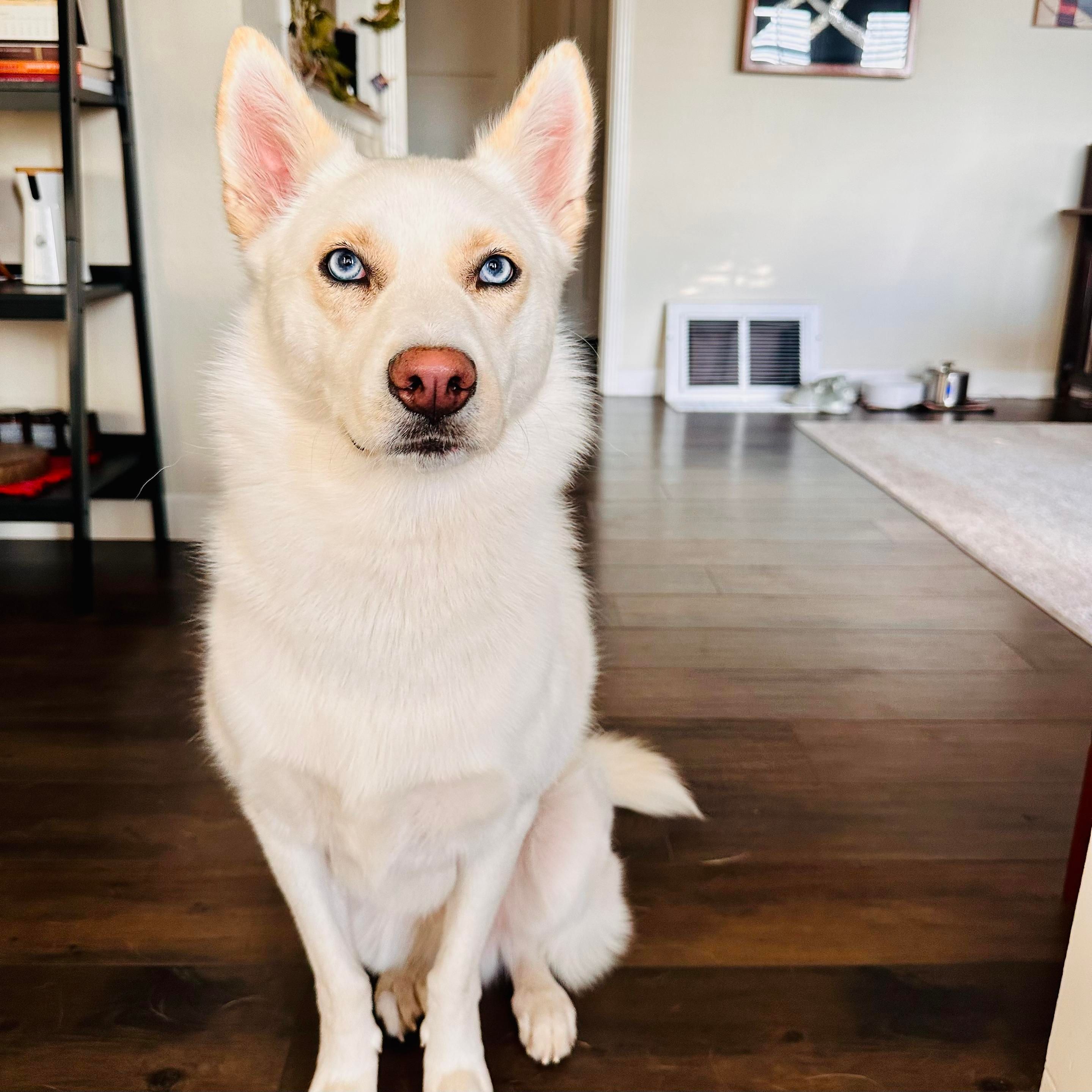 A photo of a white husky mix standing tall 