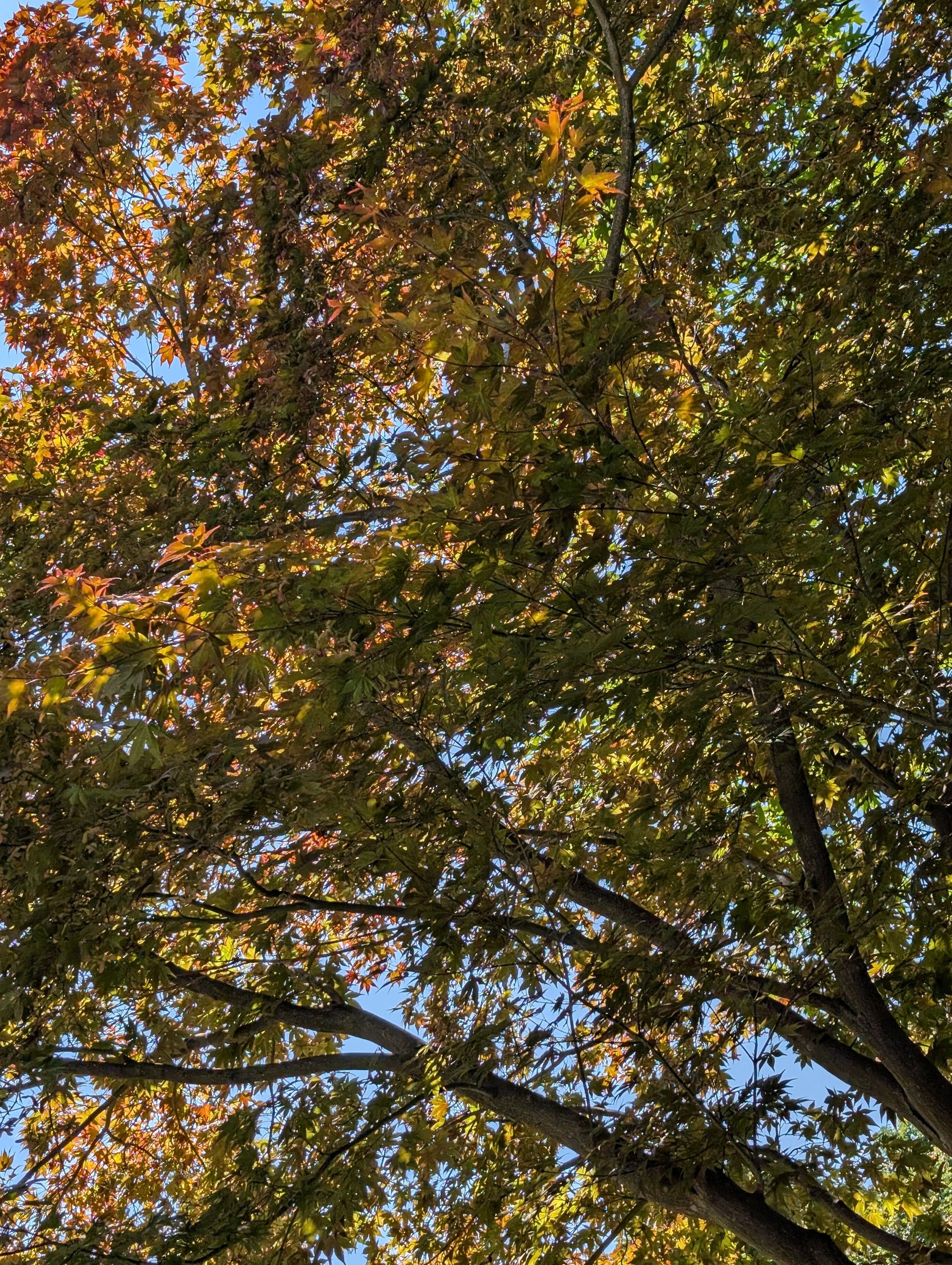 Bäume von unten mit dichten, rot-grünen Blättern. Nur an wenigen Stellen ist der blaue Himmel zu sehen.