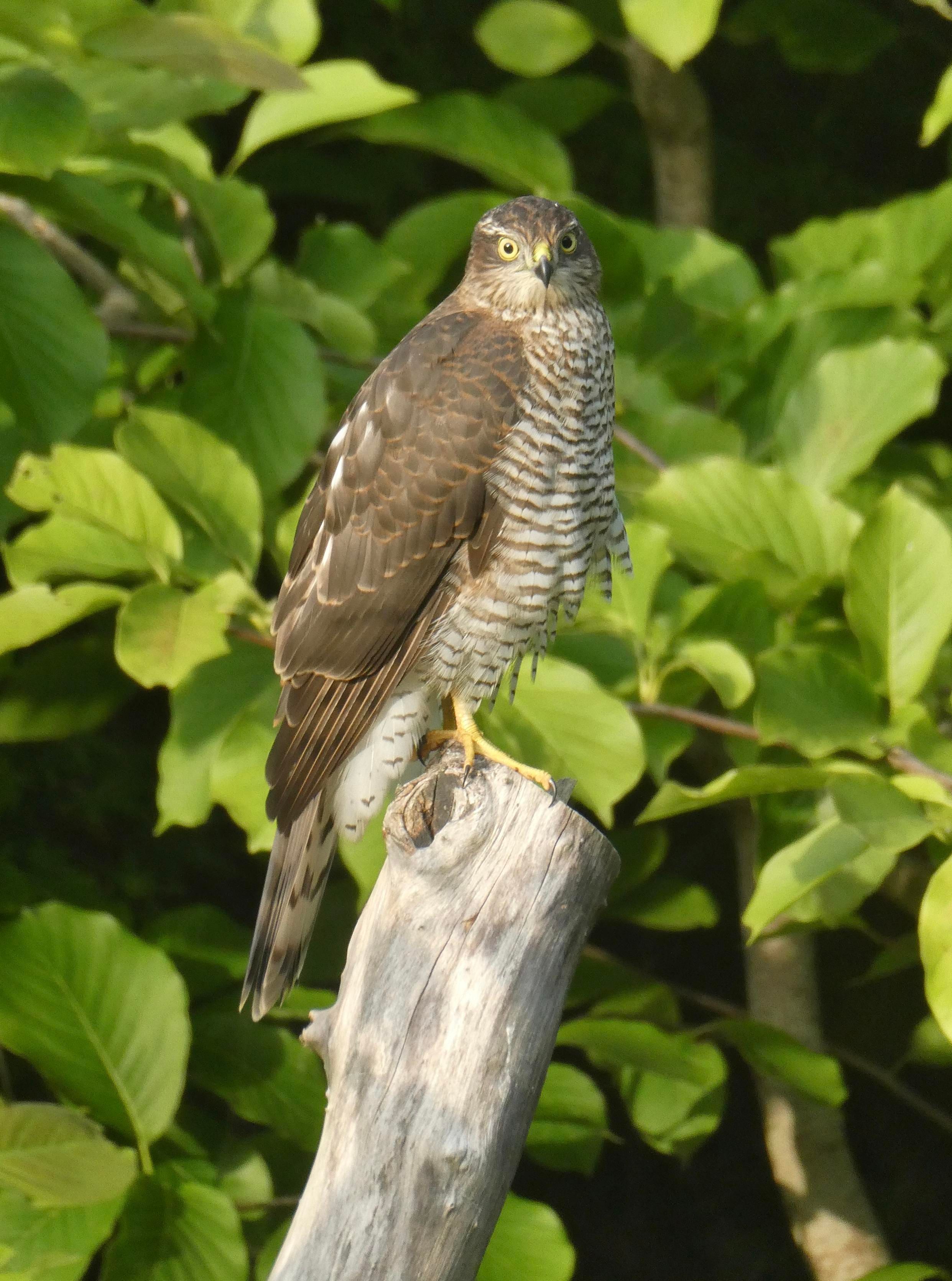 A photo of an Eurasian sparrowhawk perched on the end of an almost vertical branch of a dead tree. They have a brown back and brown barring on their underside. They are side on to the camera but their head is turned towards it, looking intently with yellow-amber eyes. Blurred green foliage behind.