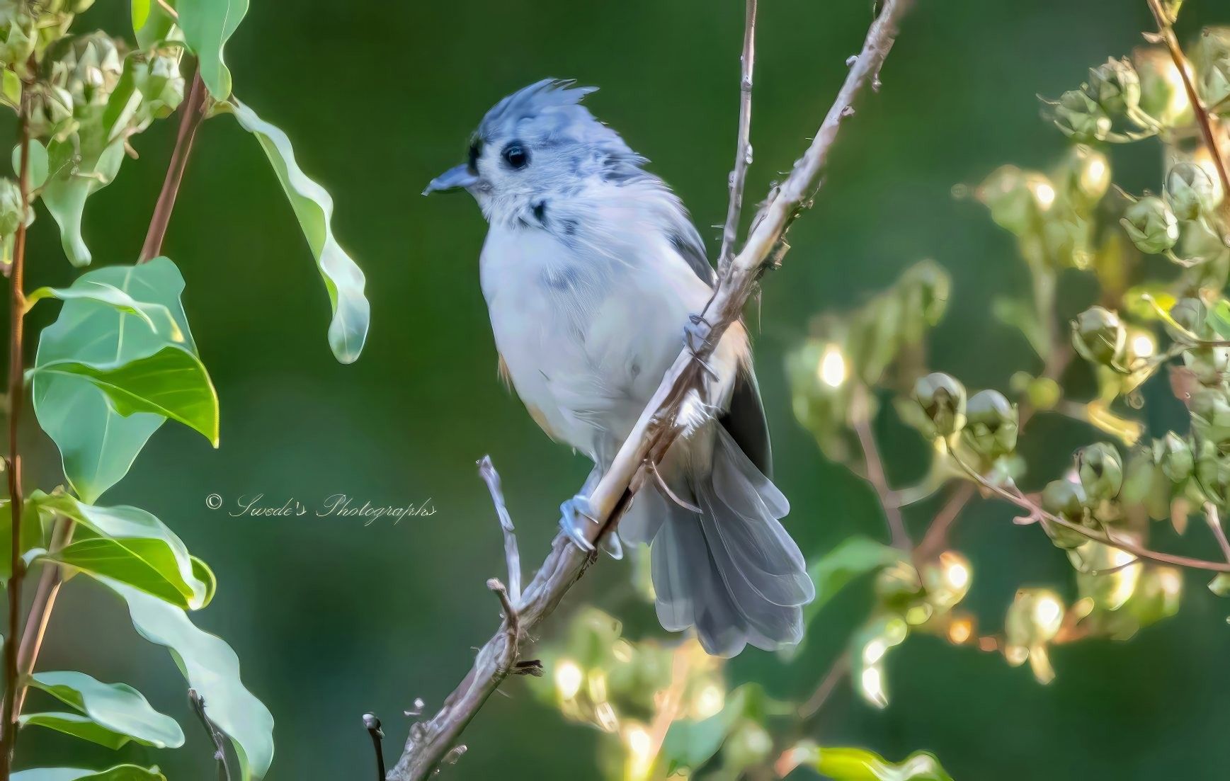 "Perched like a tiny sentinel on a slender, leafless branch, the tufted titmouse commands attention with quiet elegance. Its soft, silvery-grey feathers blend seamlessly into a snowy white belly, while a darker wash crowns its head in a subtle mohawk—a signature crest that gives the bird its name. The titmouse’s eyes are round and glossy, like polished obsidian, radiating alertness and curiosity. Its petite beak, sharp and neat, hints at its readiness to flit off in search of seeds or insects.

The background is a gentle blur of green foliage, like watercolor brushstrokes fading into one another. This soft focus creates a dreamy forest ambiance, making the sharply detailed bird pop in the foreground like a jewel against velvet. The lighting is natural and even, casting no harsh shadows, allowing every feather and contour to be seen with clarity. The image feels intimate, as if the viewer has stumbled upon a quiet moment in the woods, where the titmouse pauses mid-song or mid-thought.

In the lower left corner, the name “Swede’s Photographics” is subtly inscribed, a quiet nod to the artist behind the lens." - Copilot
