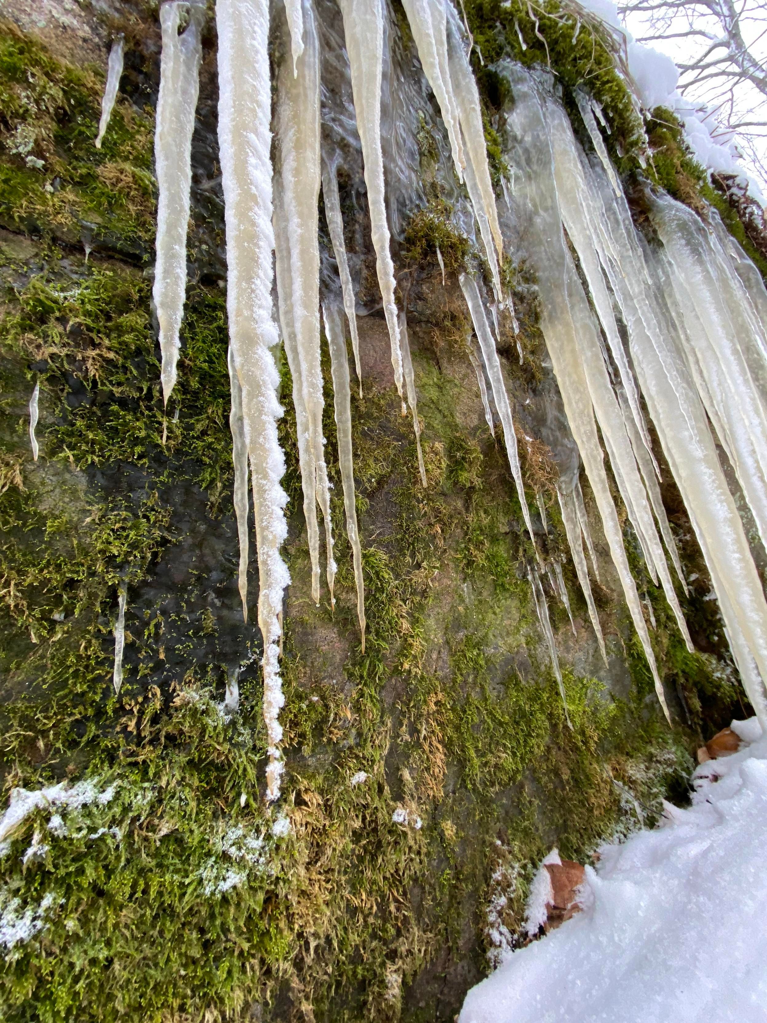 Looking up at large icicles hanging from a moss covered boulder. 