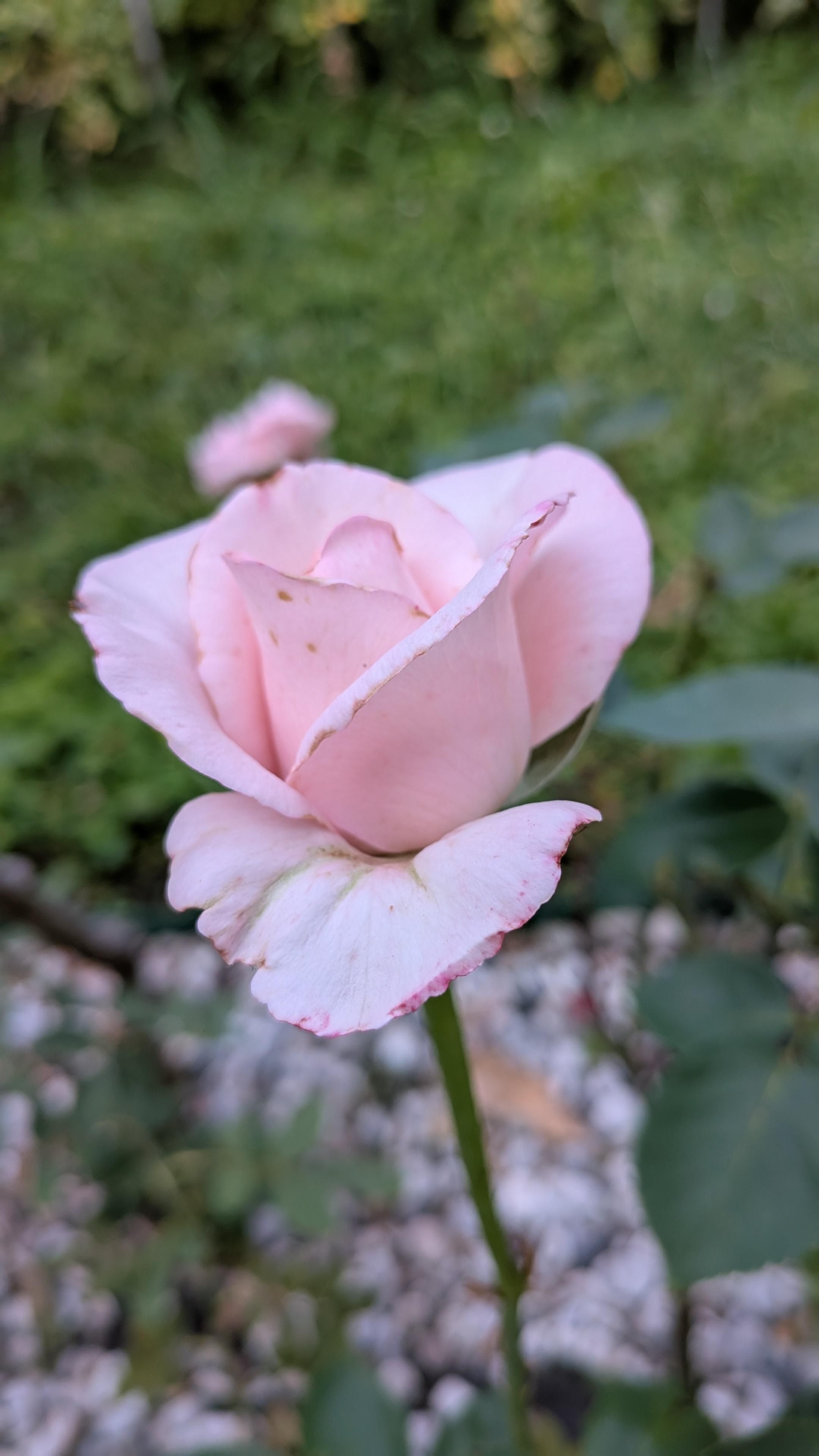 Foto di una rosa