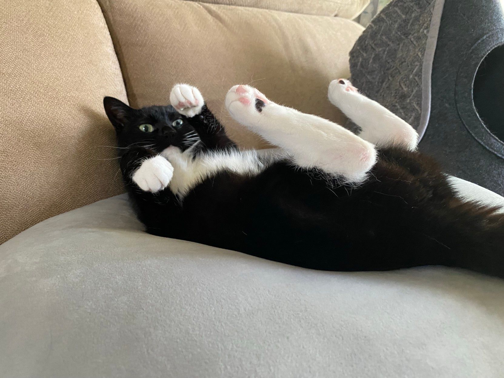 A playful black and white cat lies on its back with its paws in the air, resting on a soft cushion on a couch. The cat appears relaxed and curious, with wide eyes. A small pet bed is visible in the background.