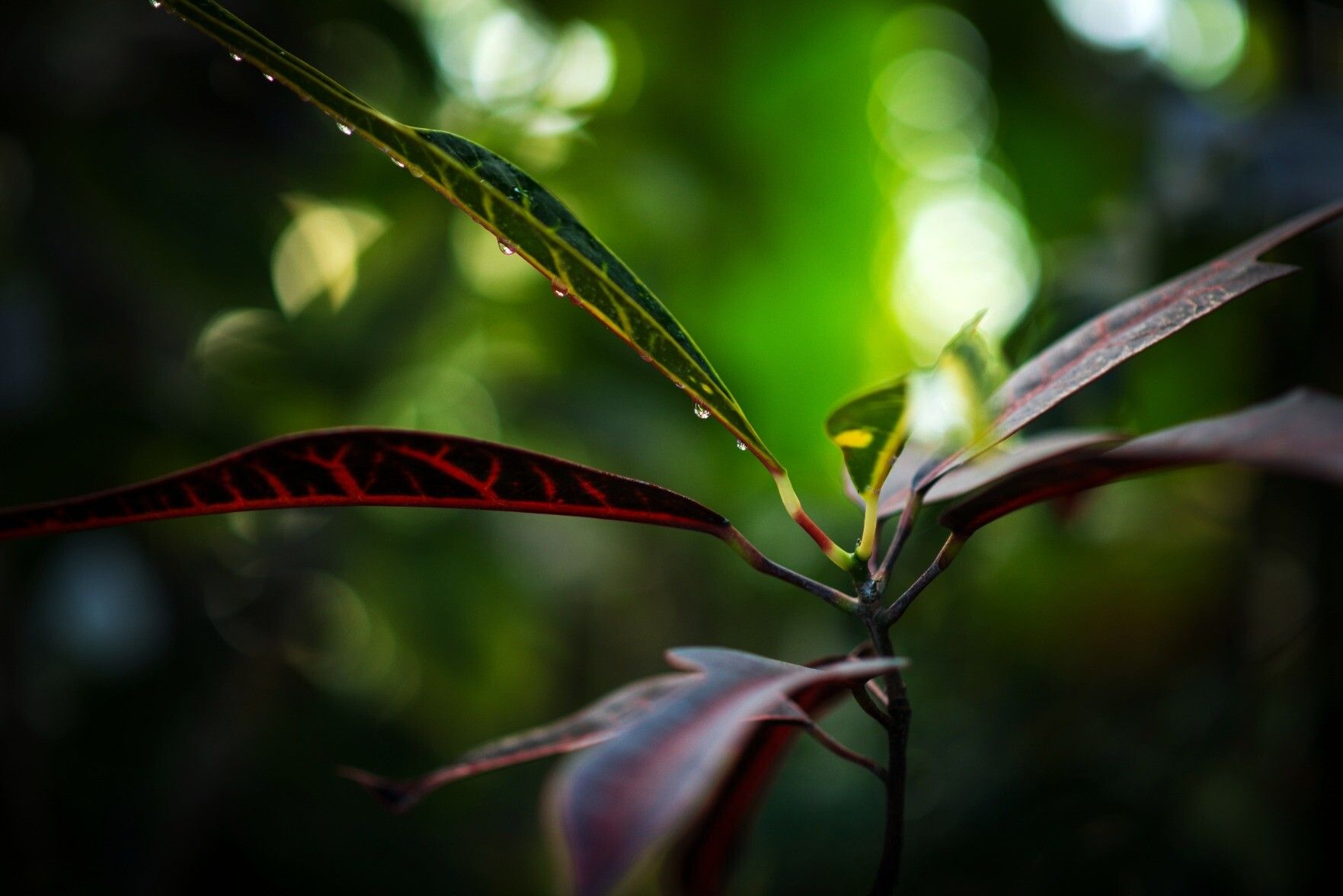 A vibrant, dramatic photo of the leaves of a multicolored plant, with red and yellow coursing through the green, backlit by soft green light.