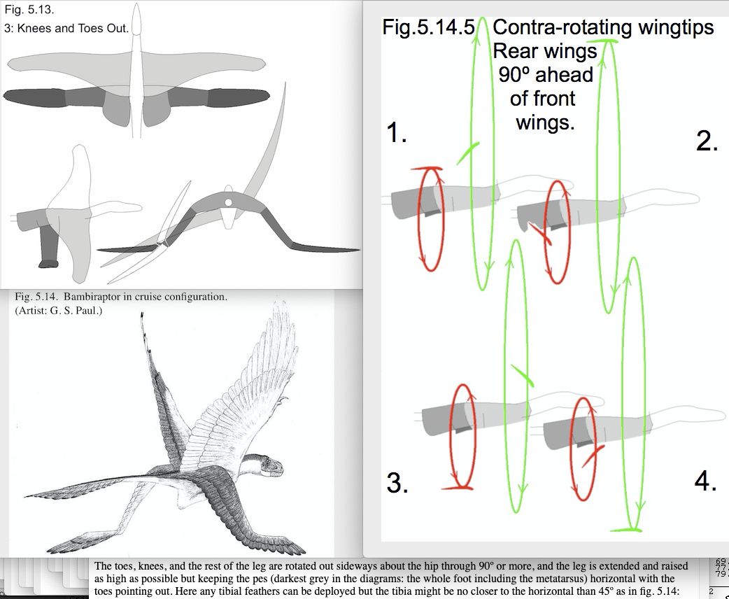Three diagrams showing: a depiction of a flying volant droamaeosaur such as Bambiraptor; the plan, side and elevation views of the wings, including the range of movements of the rear wings, and the way the long foot feathers flap up vertically then down to horizontal, as the rear wings push outwards, generating thrust like the feet in breaststroke; and a side view diagram of the path followed by the wing tips in an ellipse-type locus, with rear wings 9 degrees ahead of the front wings.