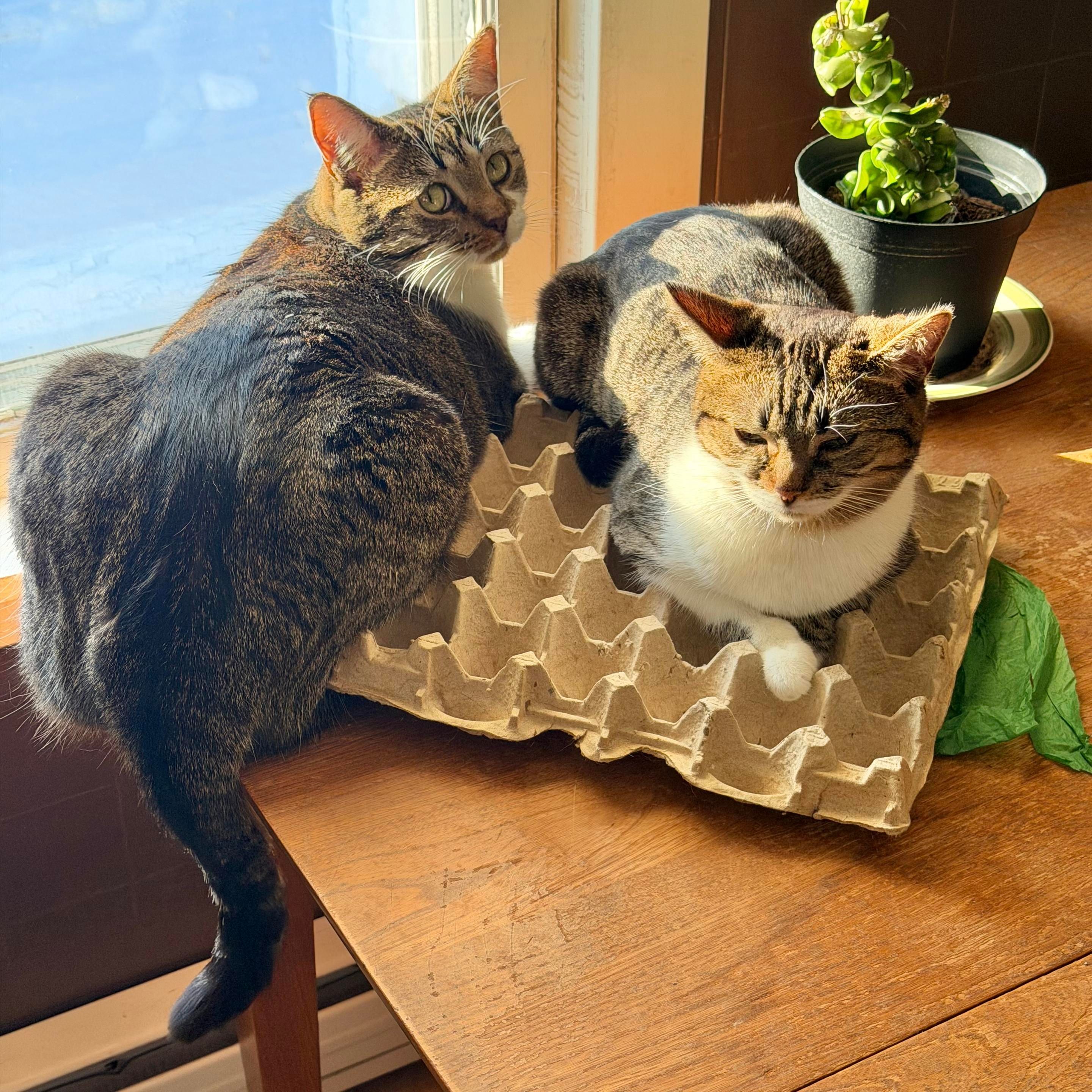 Brown & white tabby siblings sitting on the kitchen table. Jonesy by the window; Ripley on the egg carton
