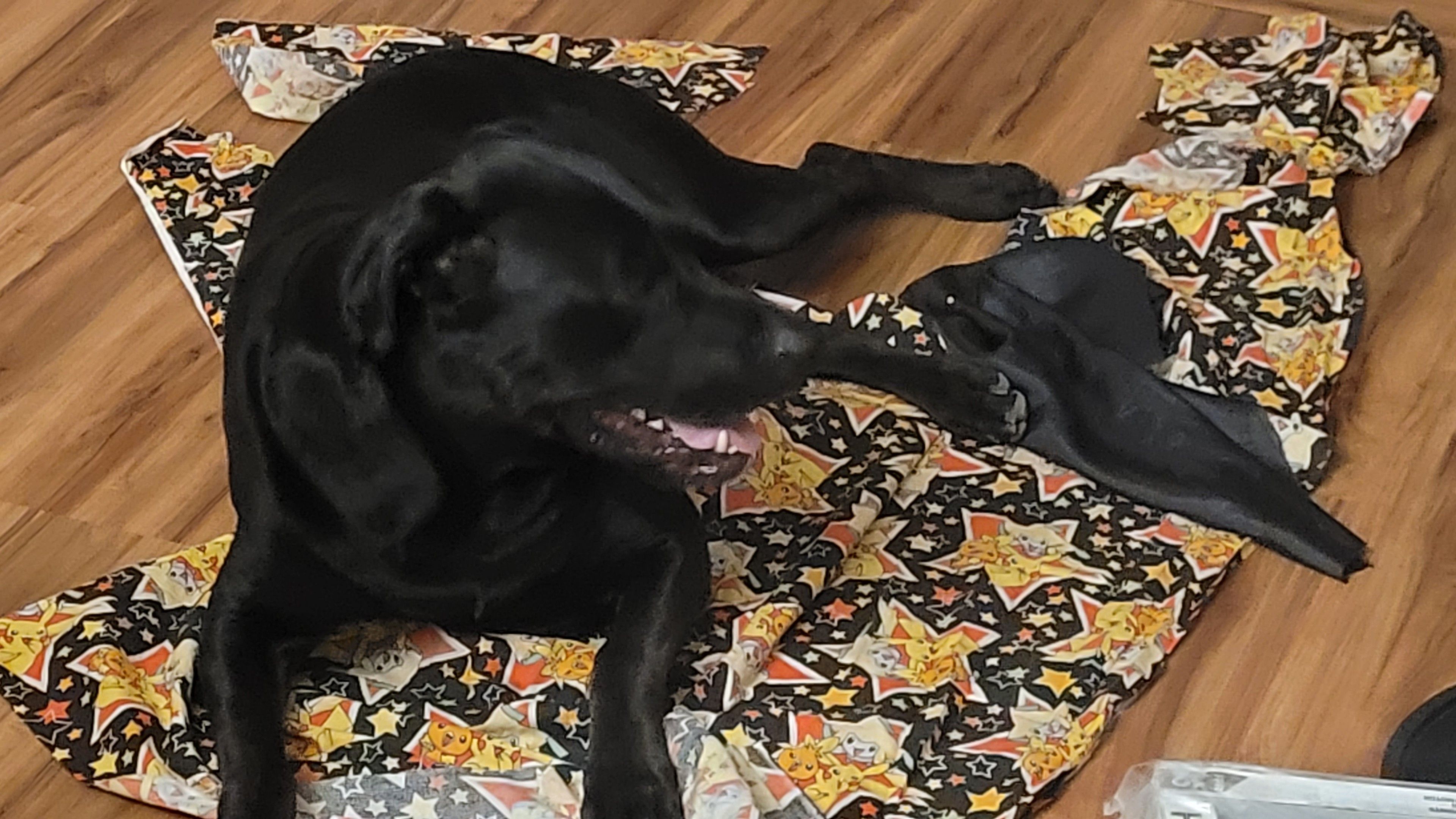 Dog sitting on fabric in Pokémon pattern