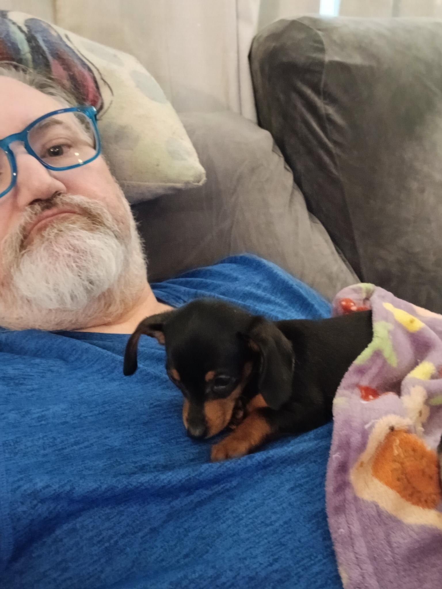 An impossibly tiny black and tan dachshund puppy is in loaf form on a white man's blue t-shirt. Her head is bobbing down, trying not to sleep but failing.