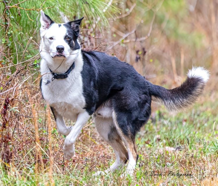 "A black and white border collie stands poised on a grassy trail, its body angled with alert intention. One front paw is lifted mid-step, as if caught in the act of choosing its next move. The dog’s fur is a crisp contrast — jet black along the back and head, snowy white across the chest and legs — and its collar sits snug against its neck, a quiet signal of belonging. The trail is framed by tall grass and pine branches, with dried vegetation curling at the edges like parchment. The light is soft, the season muted — likely autumn or early winter — and the border collie’s presence feels both dynamic and grounded, like a sentinel moving through a familiar realm. There’s motion in the posture, but stillness in the scene. The dog is not just passing through; it’s reading the trail." - Microsoft Copilot