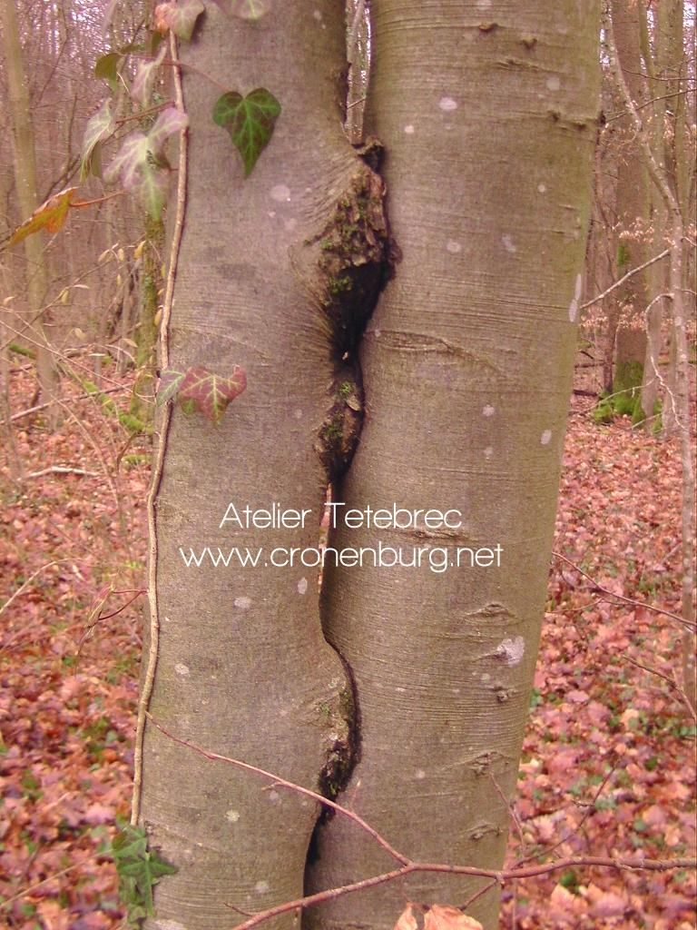 Two hornbeams whose trunks are so close together that they have even grown together. in some parts. It looks as if they were embracing and kissing one another. One green ivy leave is heart-shaped.