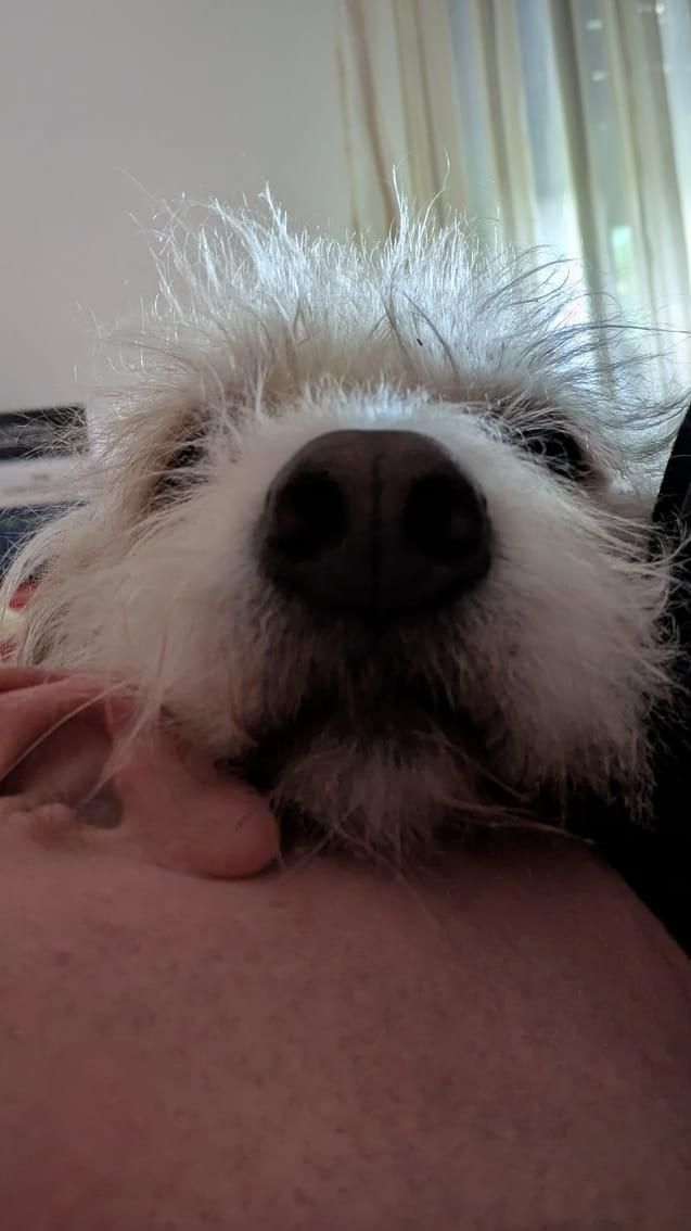 a close-up of the dog Buba's head, lying on my head's side