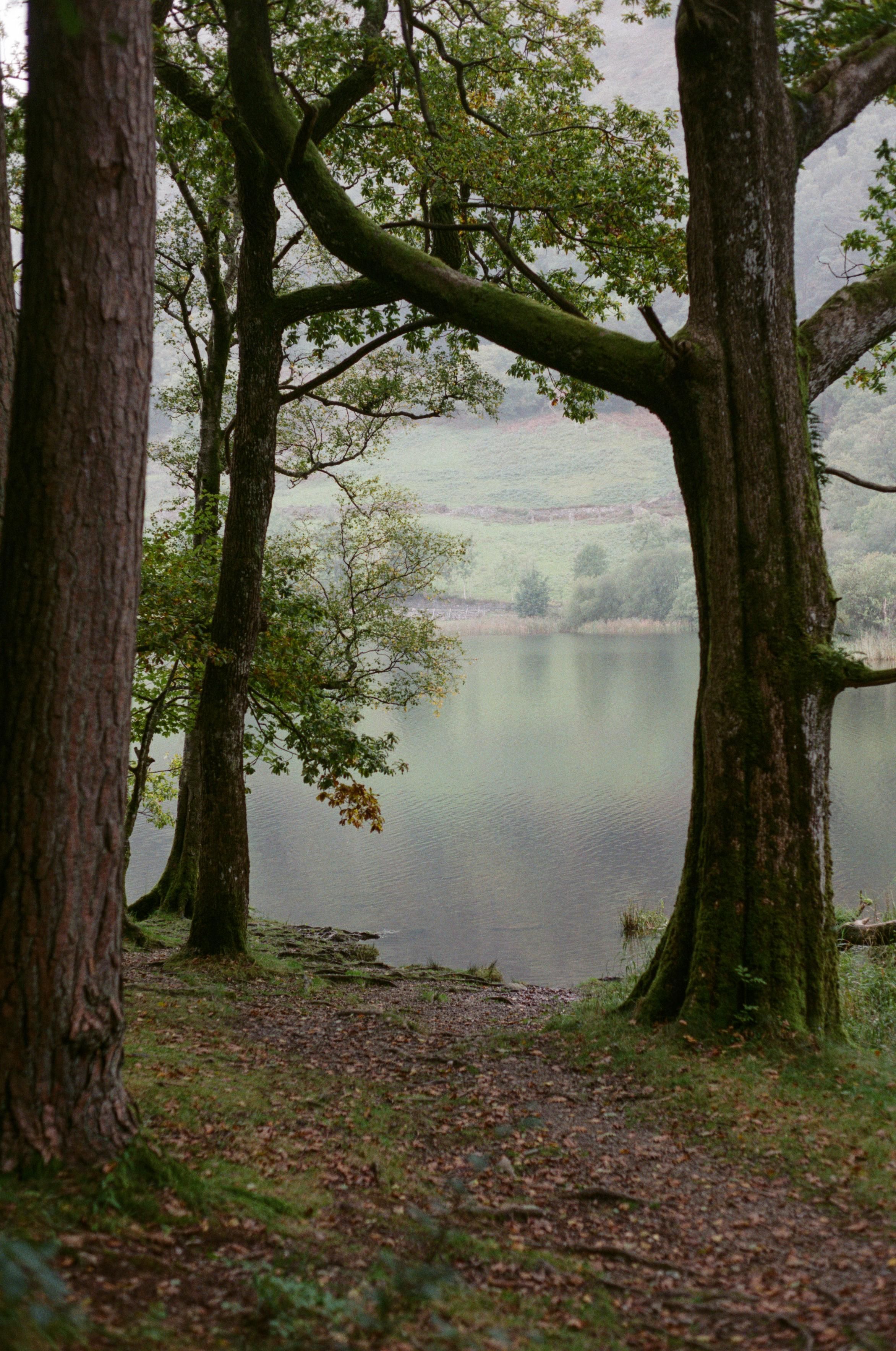 Trees framing a view on a body of water covered in milky mist. The ground is covered in fallen leaves.