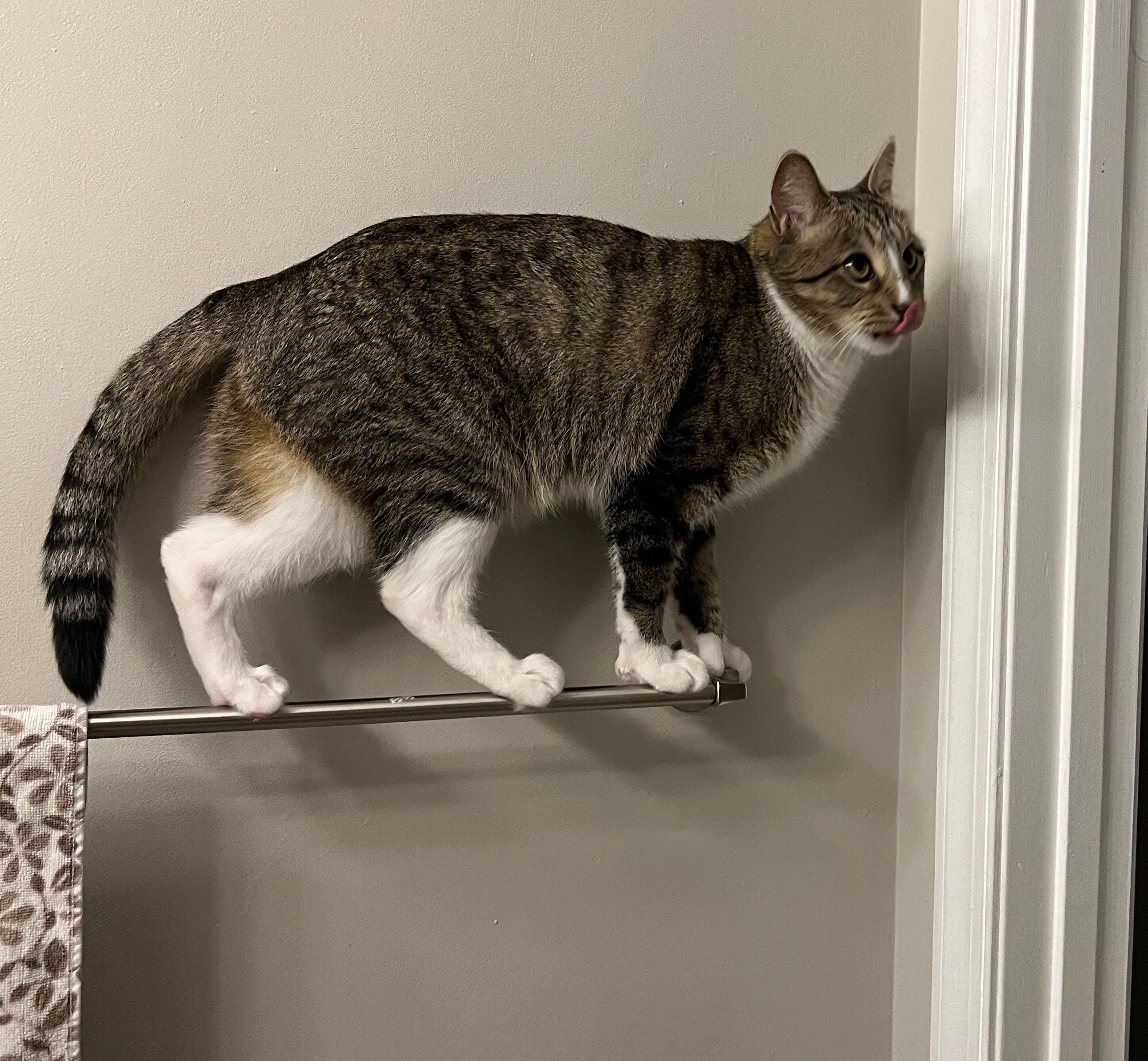 Photo of a tabby cat with white paws standing balanced on a towel bar. A little farther along, but still no idea what to do. 