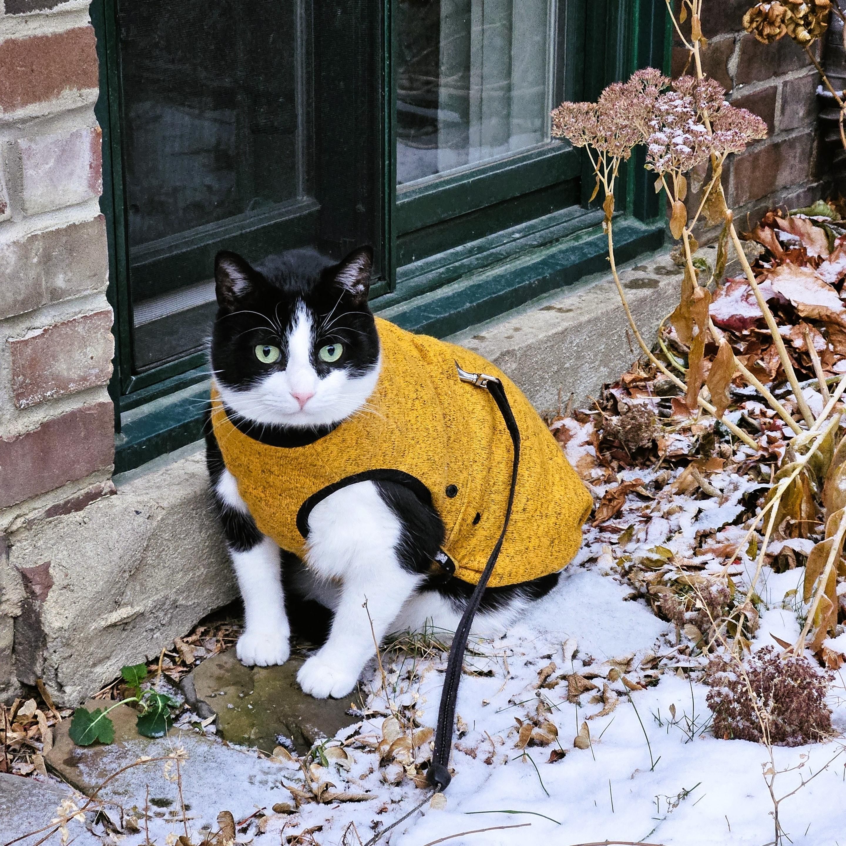 Tuxedo cat in yellow and black fleece jacket sits on snow-covered stones next to a green trimmed window and snow-covered rusty sedum plant.