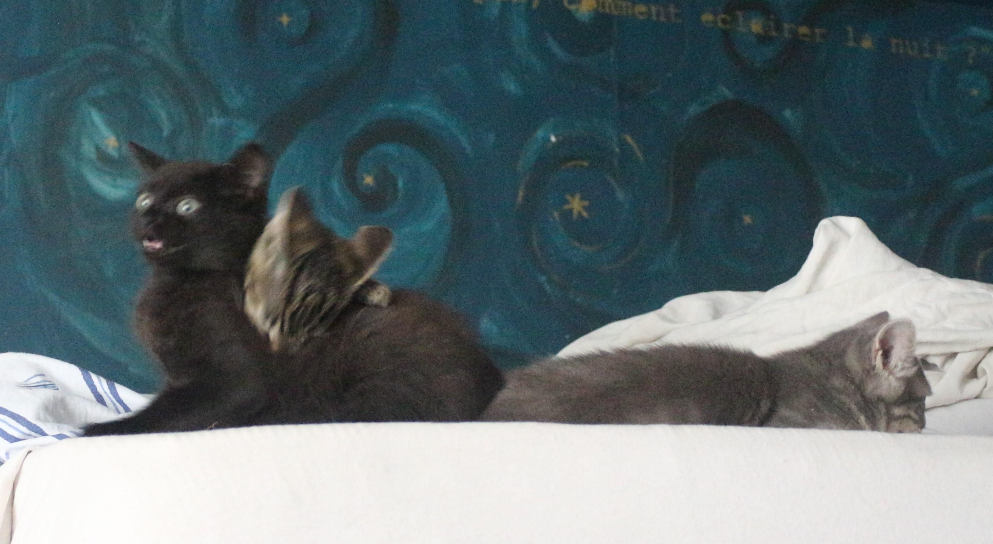 ma proposition pour memecredi : Chaton bleu couché sur le lit en train de roupiller. derrière lui, Koroviev est assis, flou, dans une mimique dramatique, tandis que Blast, une chatonne tigrée, tout aussi floue, semble brutalement lui mordre la nuque.