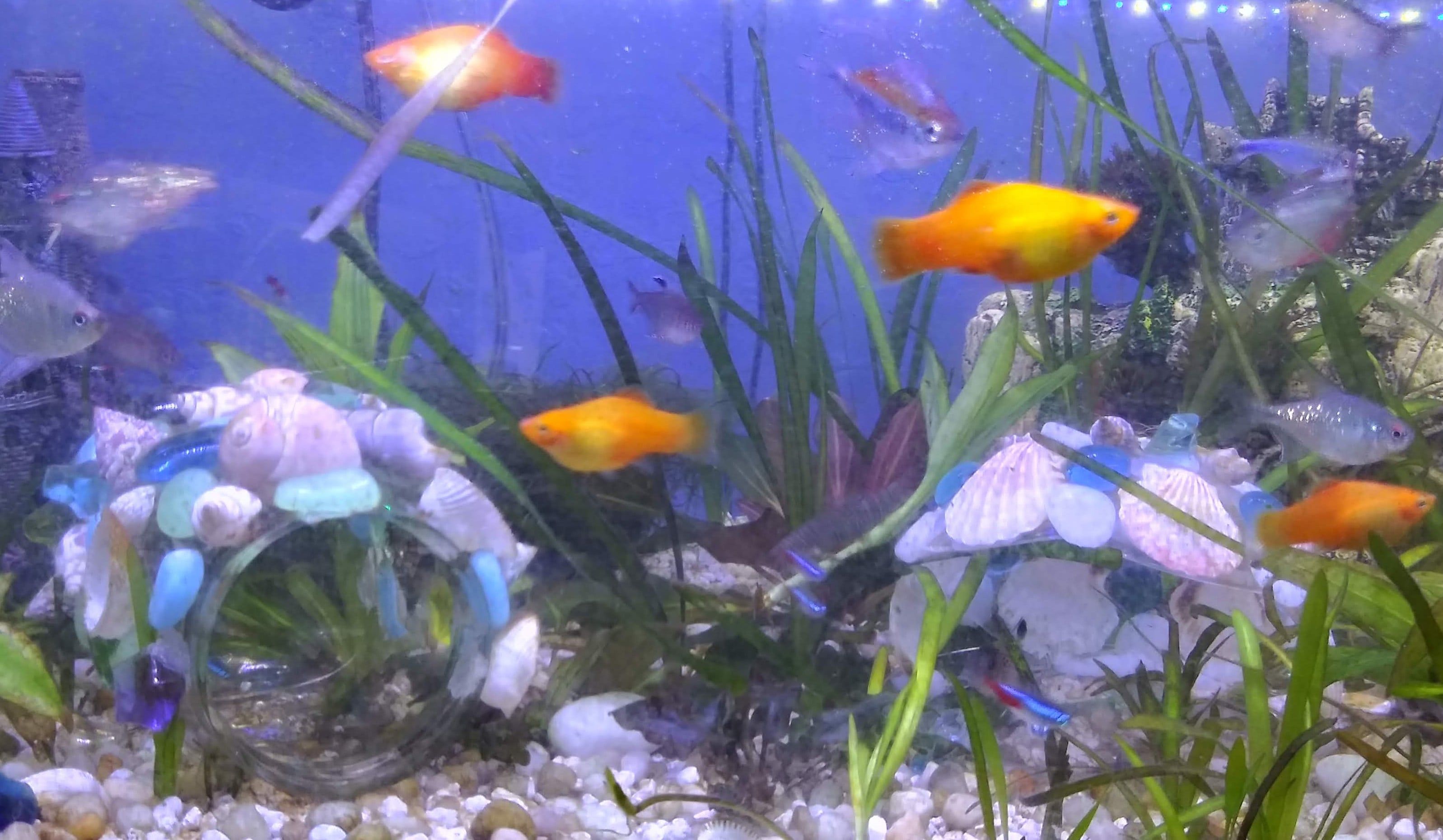 Orange and yellow tropical fish swim in a planted aquarium over beautiful hand made aquarium decorations, jars with shells, acrylic gems and glow in the dark stones on them