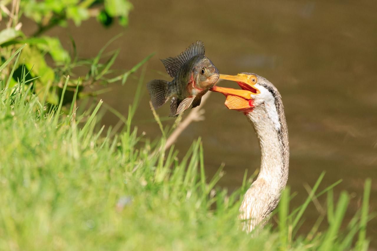 A long necked bird pokes its head above the bank of the lake it is swimming in, with a fish skewered in its beak. It looks vaguely alarmed (although it probably isn't). 